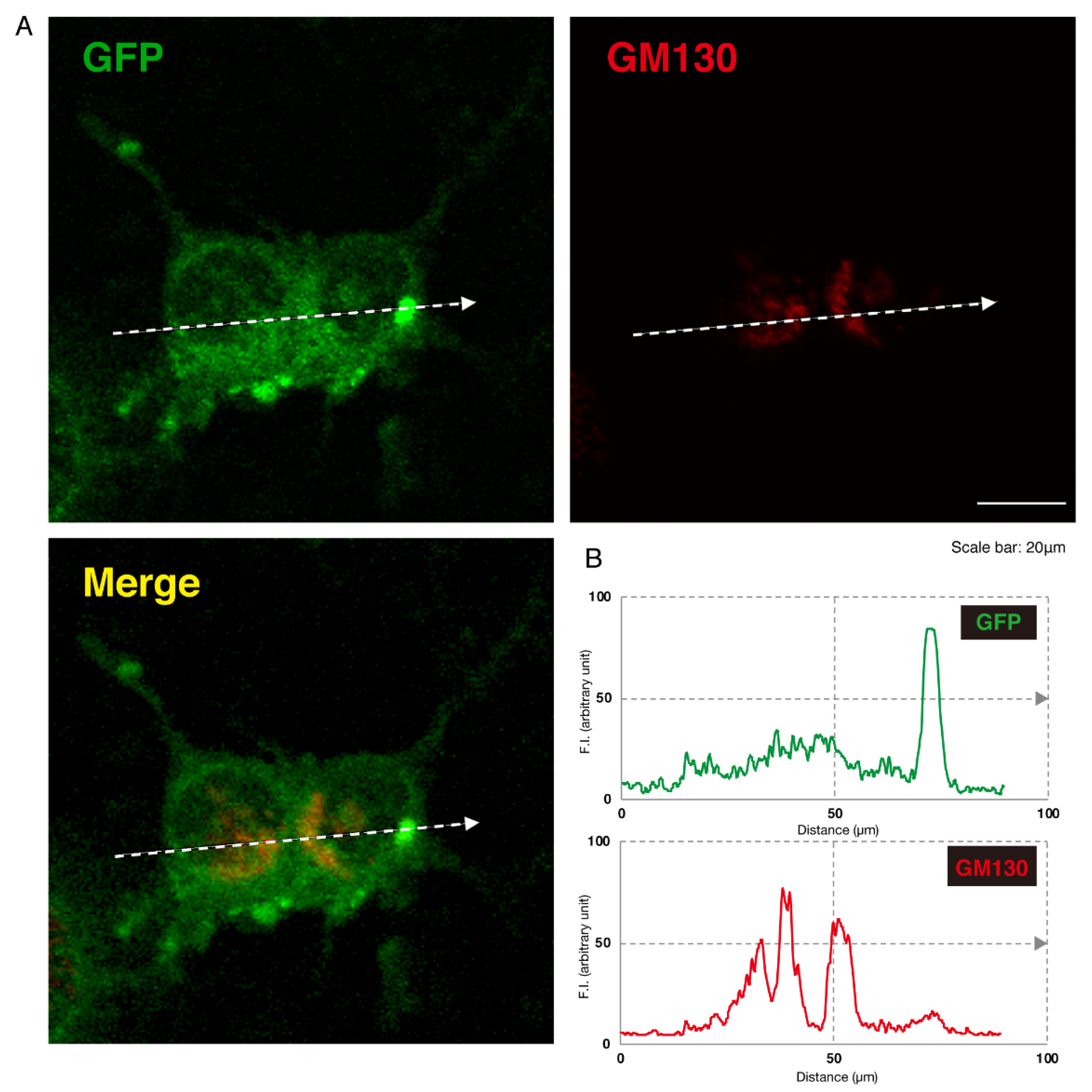 Medicines 07 00025 g004 Medicines 07 00025 g004