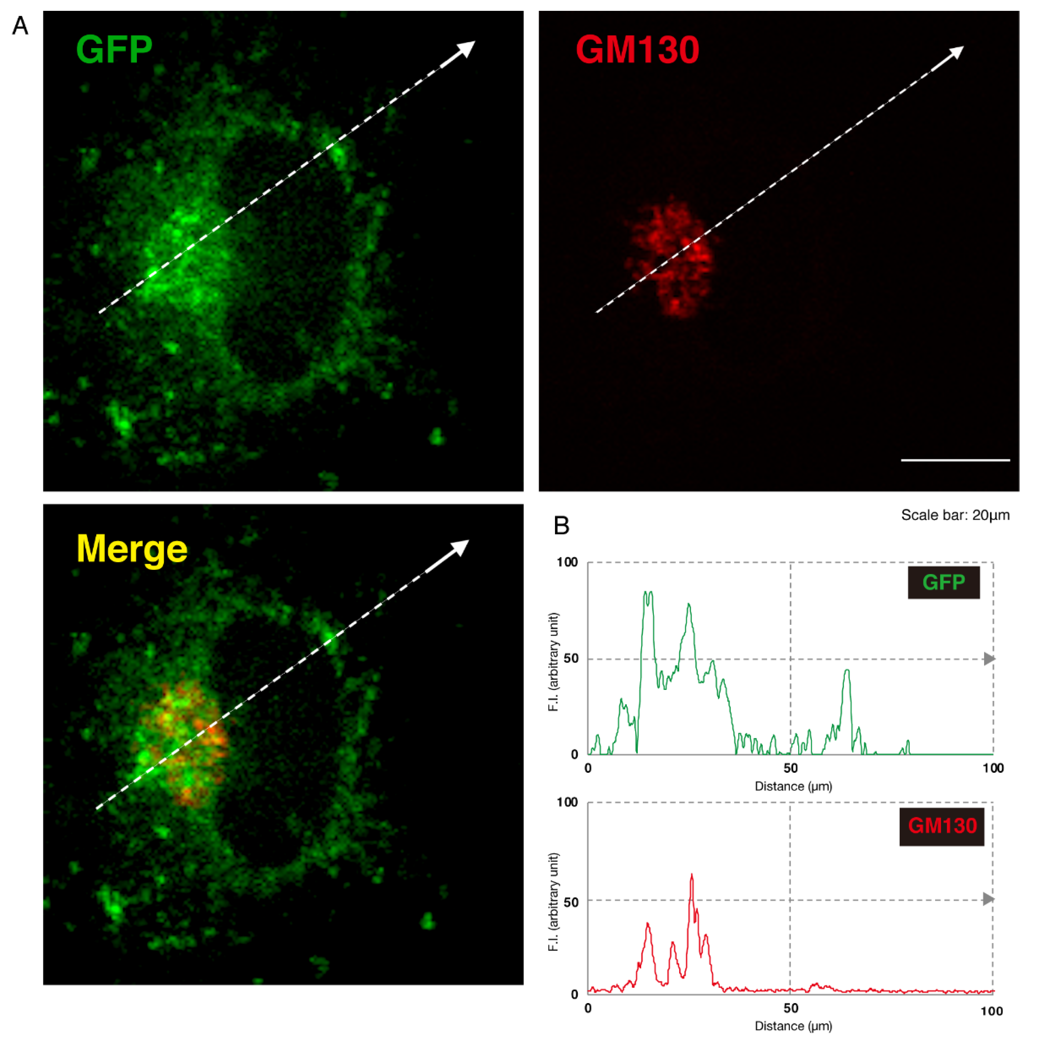 Medicines 07 00025 g005 Medicines 07 00025 g005