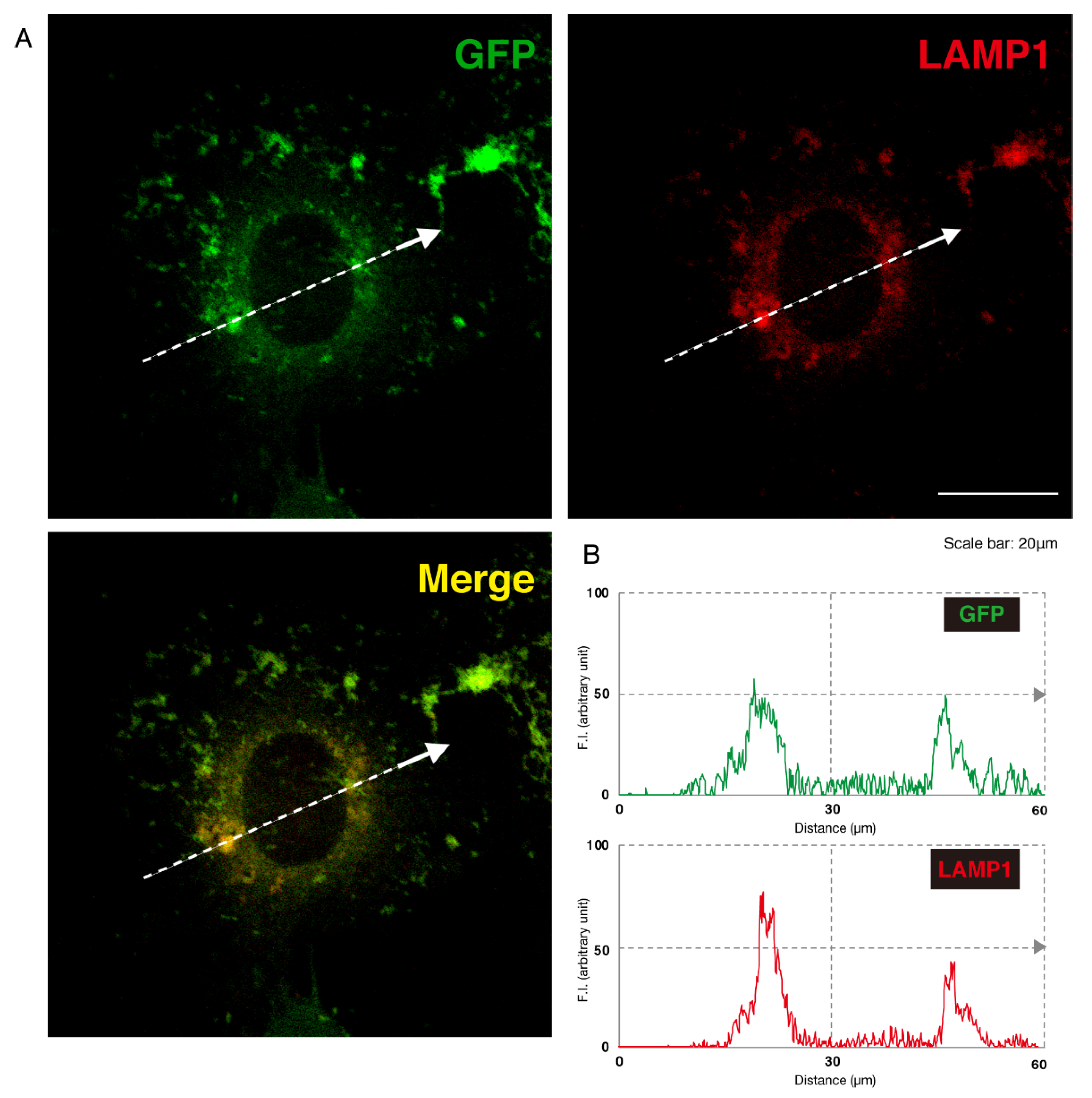 Medicines 07 00025 g006 Medicines 07 00025 g006