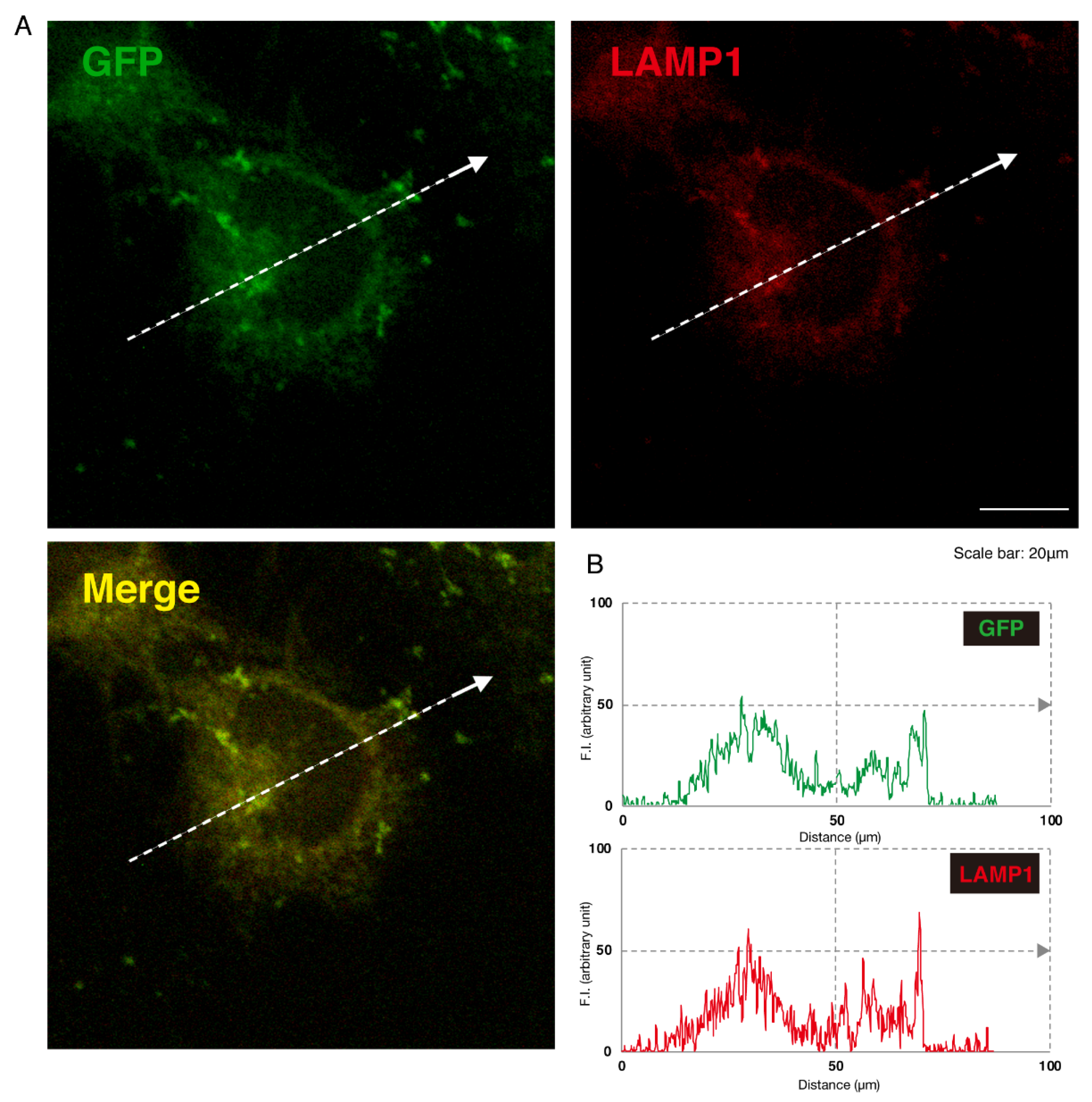 Medicines 07 00025 g007 Medicines 07 00025 g007