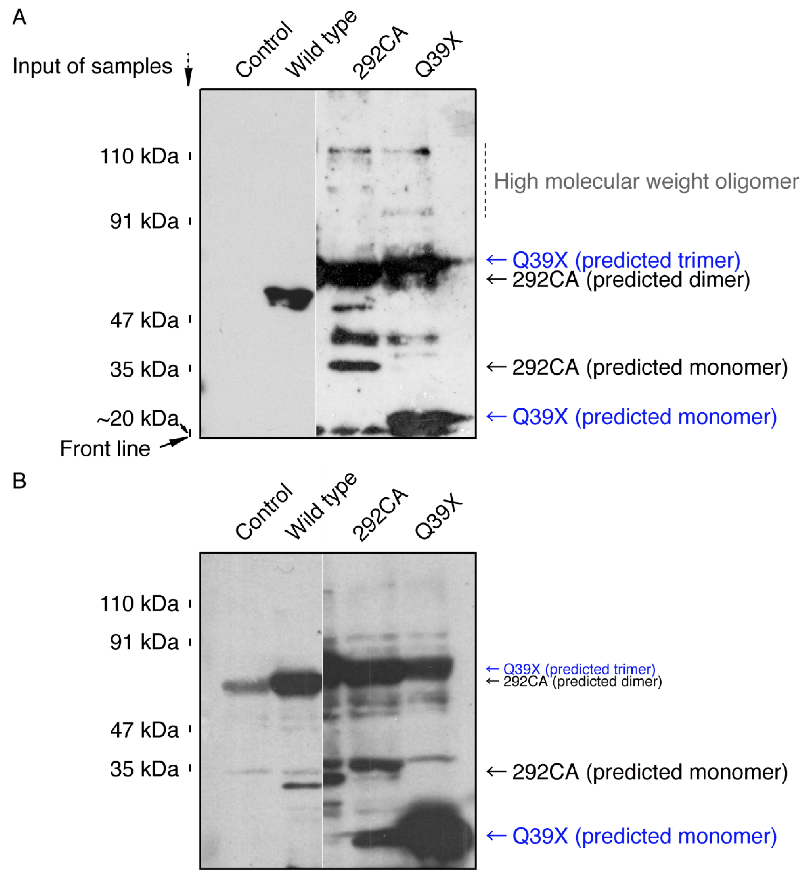 Medicines 07 00025 g008 Medicines 07 00025 g008