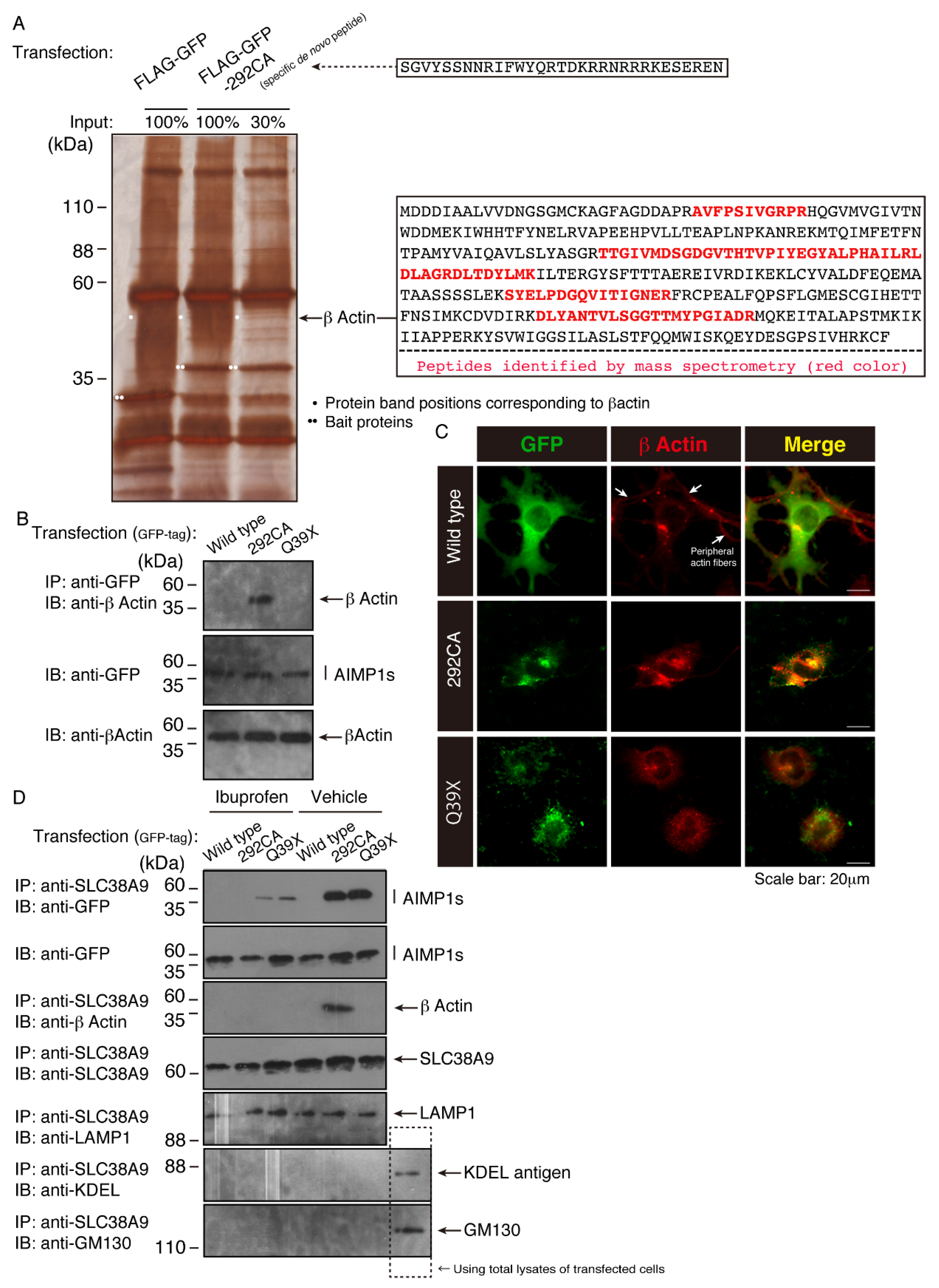 Medicines 07 00025 g009 Medicines 07 00025 g009