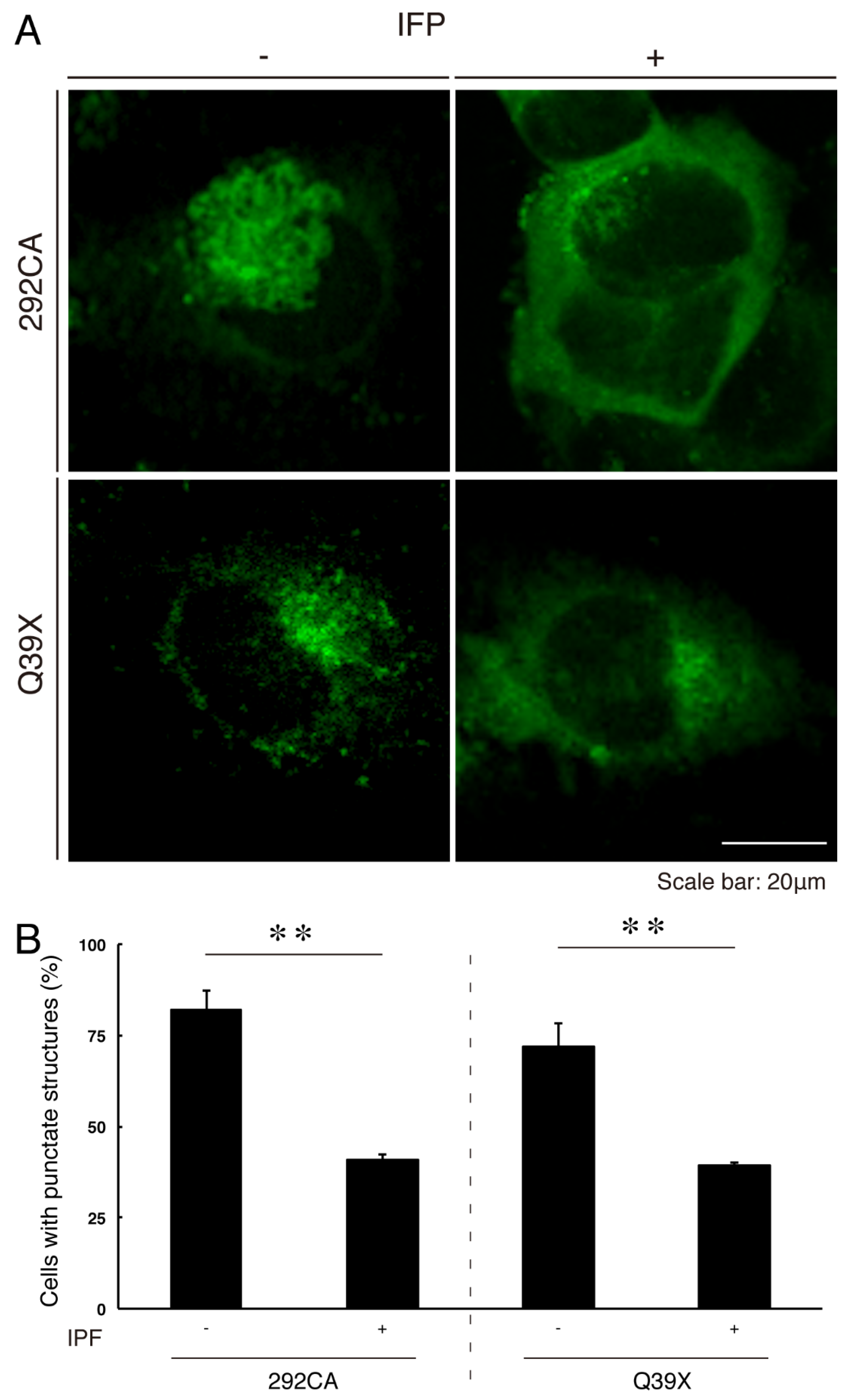 Medicines 07 00025 g013 Medicines 07 00025 g013