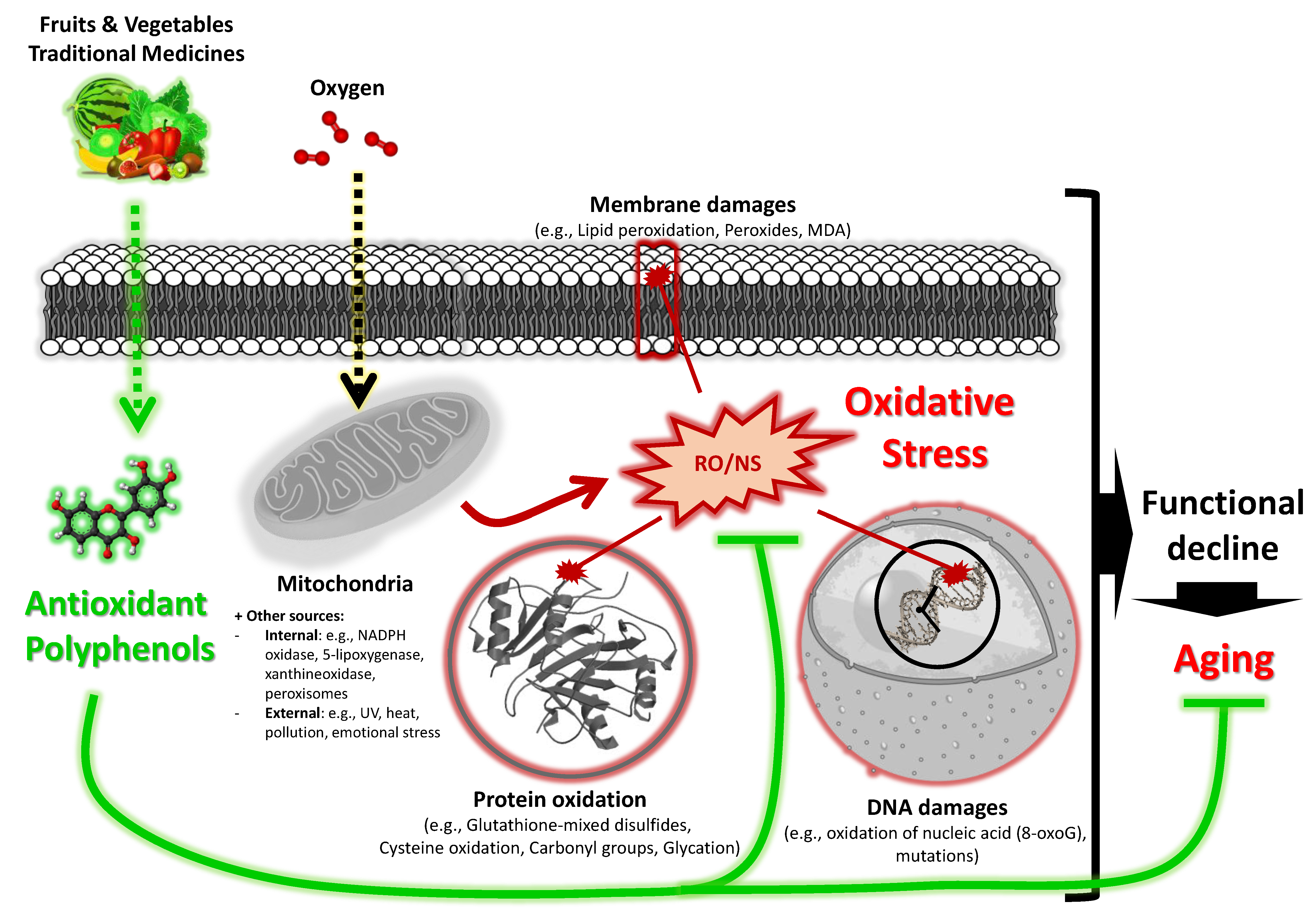 Medicines 07 00026 g002