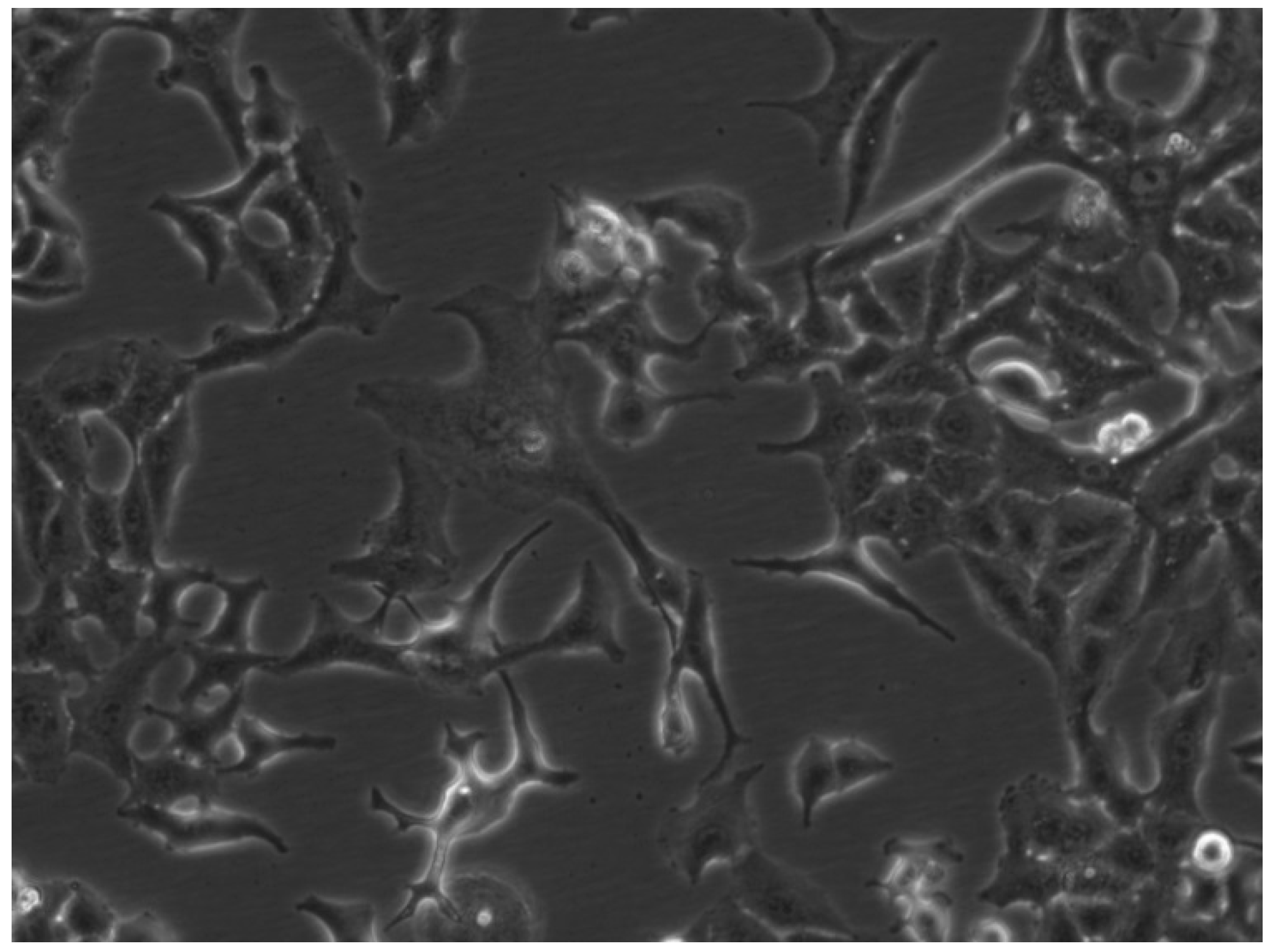 Medicines 07 00040 g001 Medicines 07 00040 g001