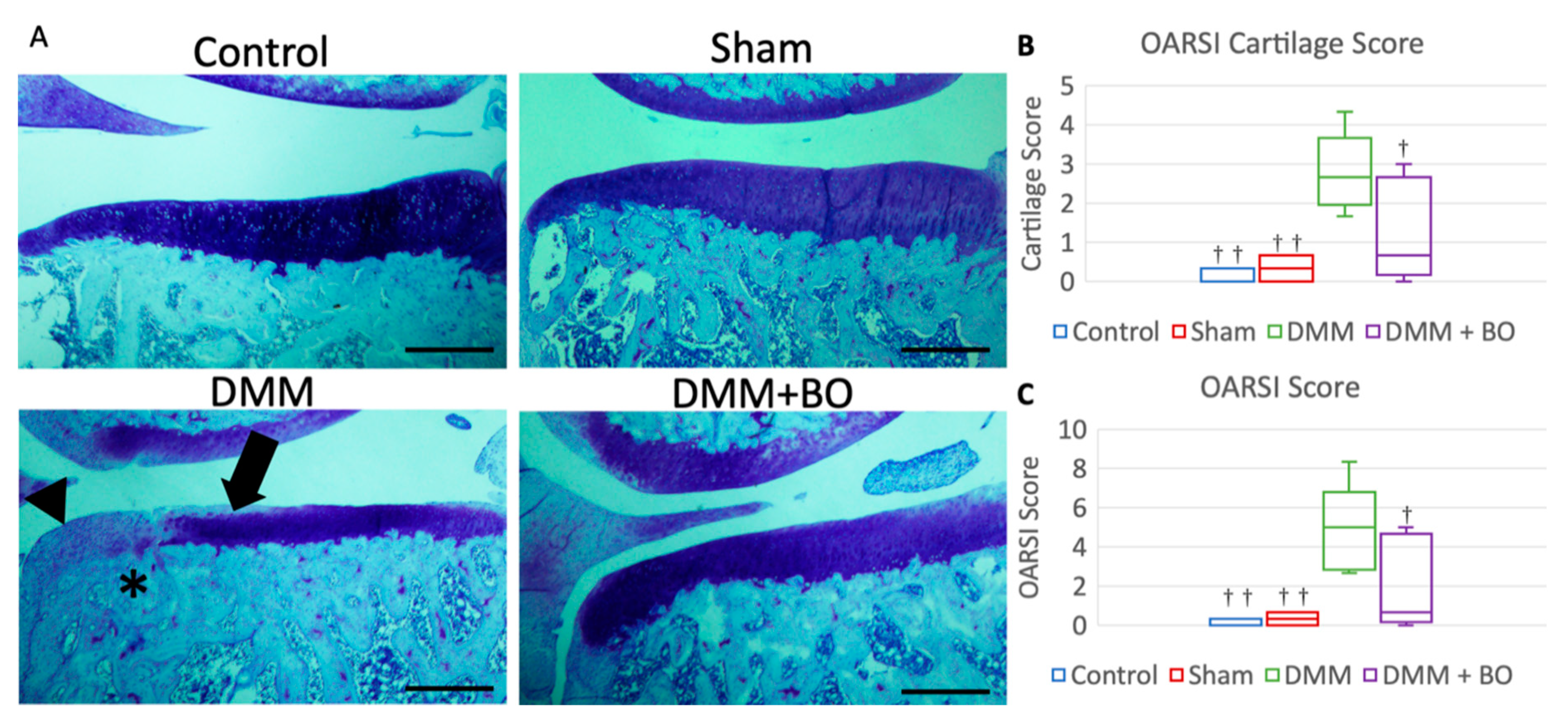 Medicines 07 00074 g005 Medicines 07 00074 g005