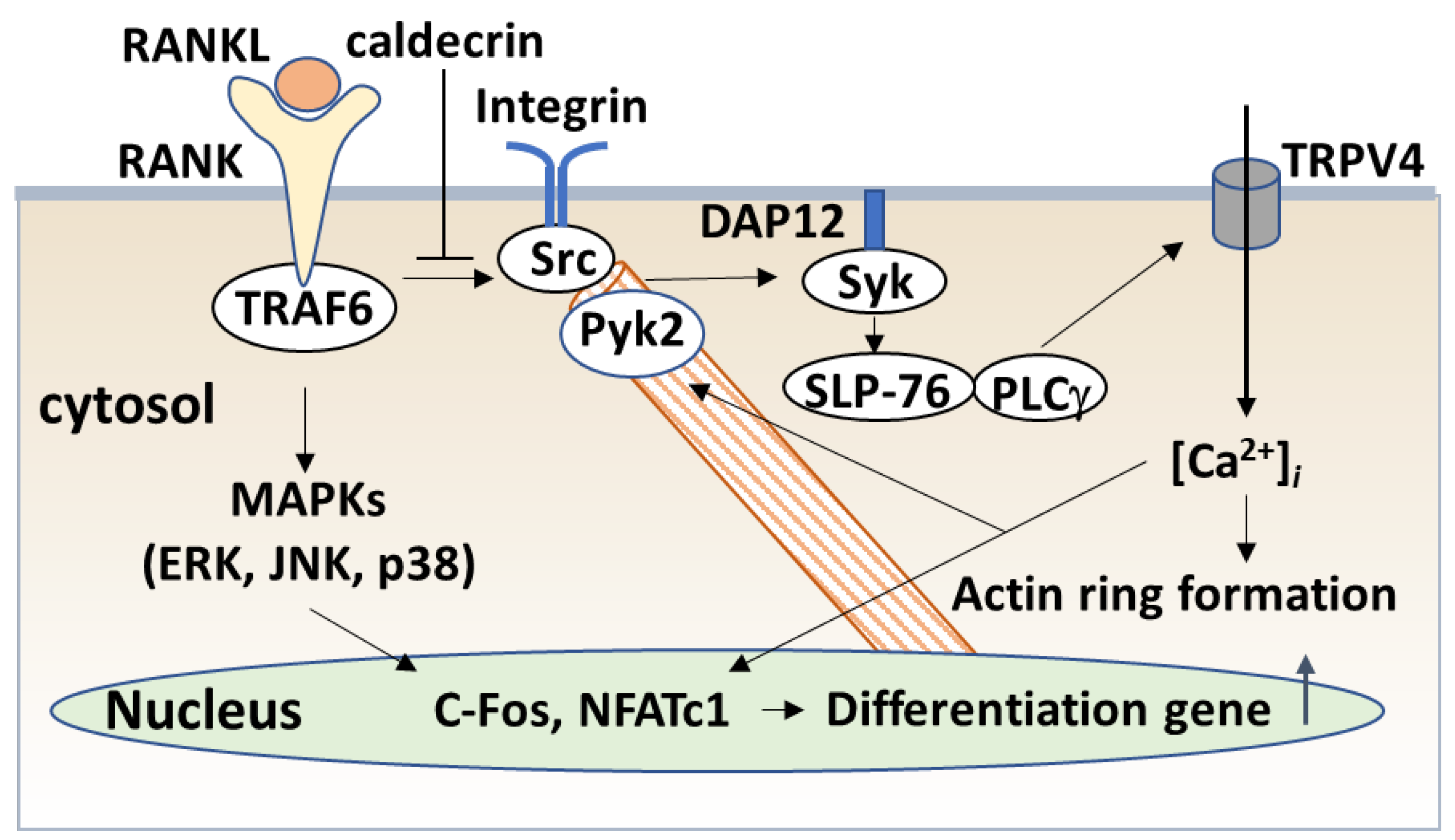 Medicines 08 00041 g005