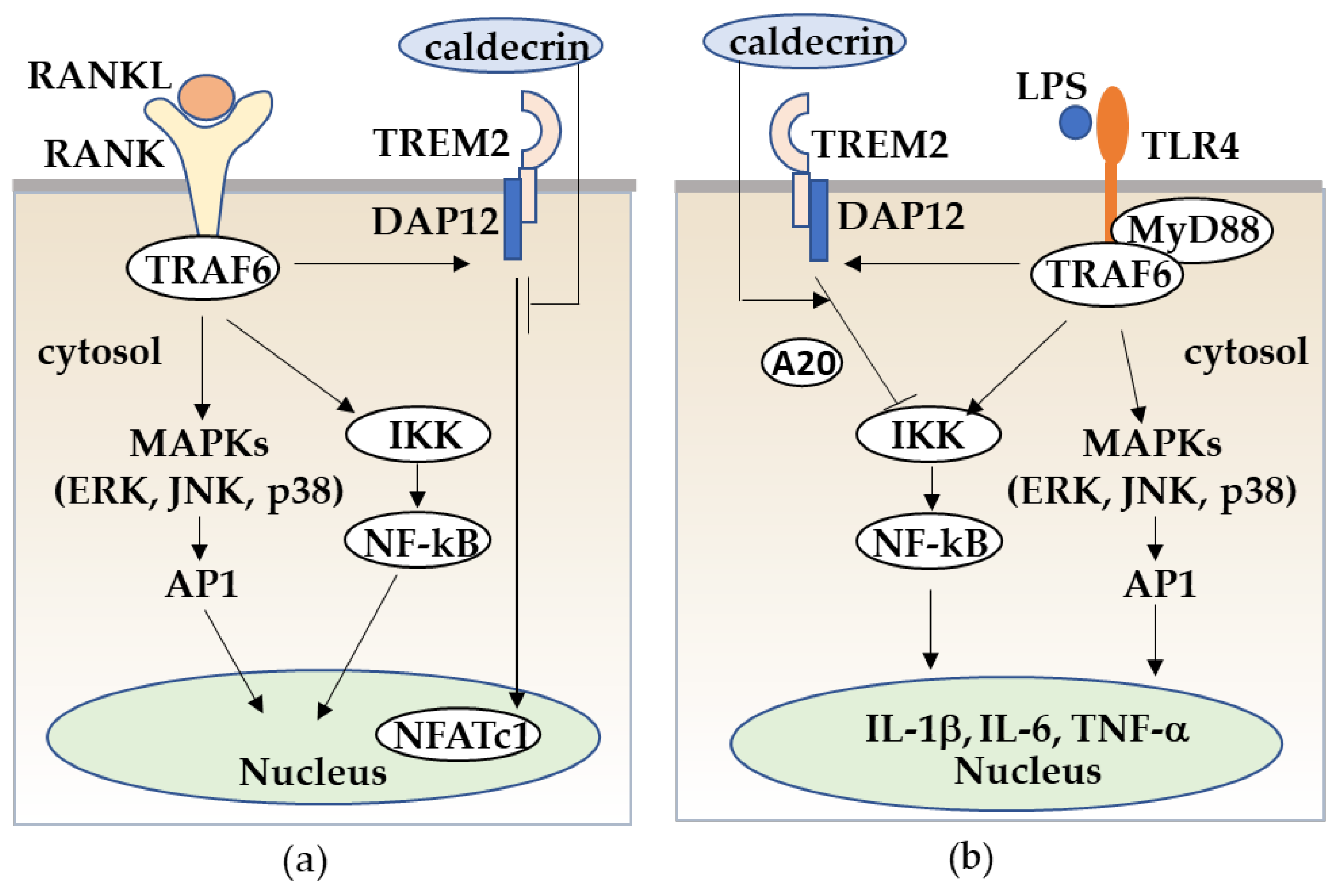 Medicines 08 00041 g006