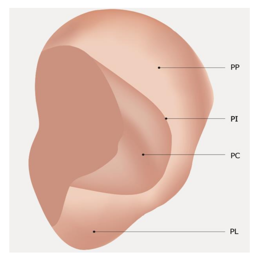 Medicines | Free Full-Text | The Medial Surface of the Auricle: Historical  and Recent Maps. What Are the Possible Expectations of the  “Thumb-Index Technique”