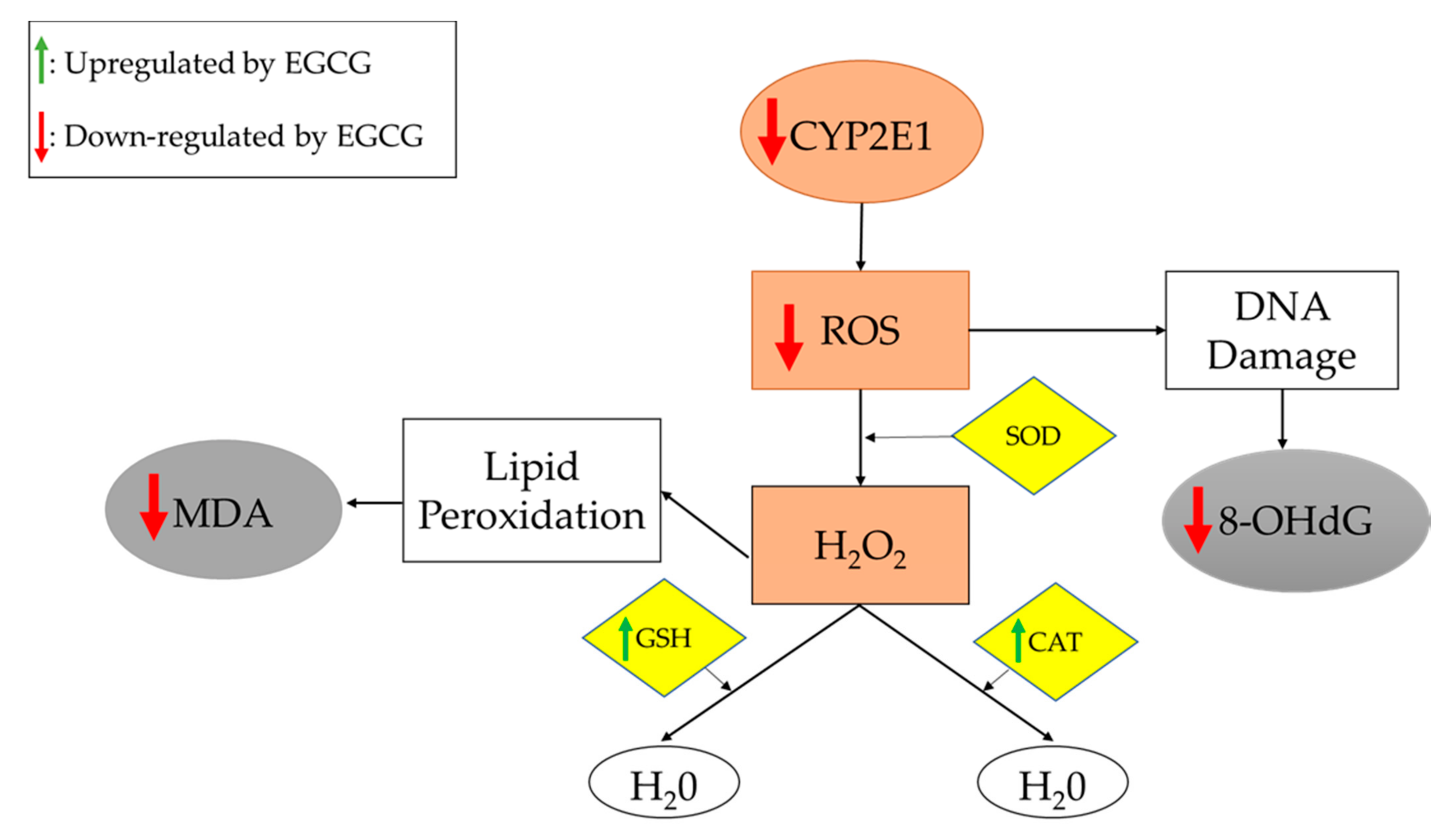 Medicines 09 00020 g004
