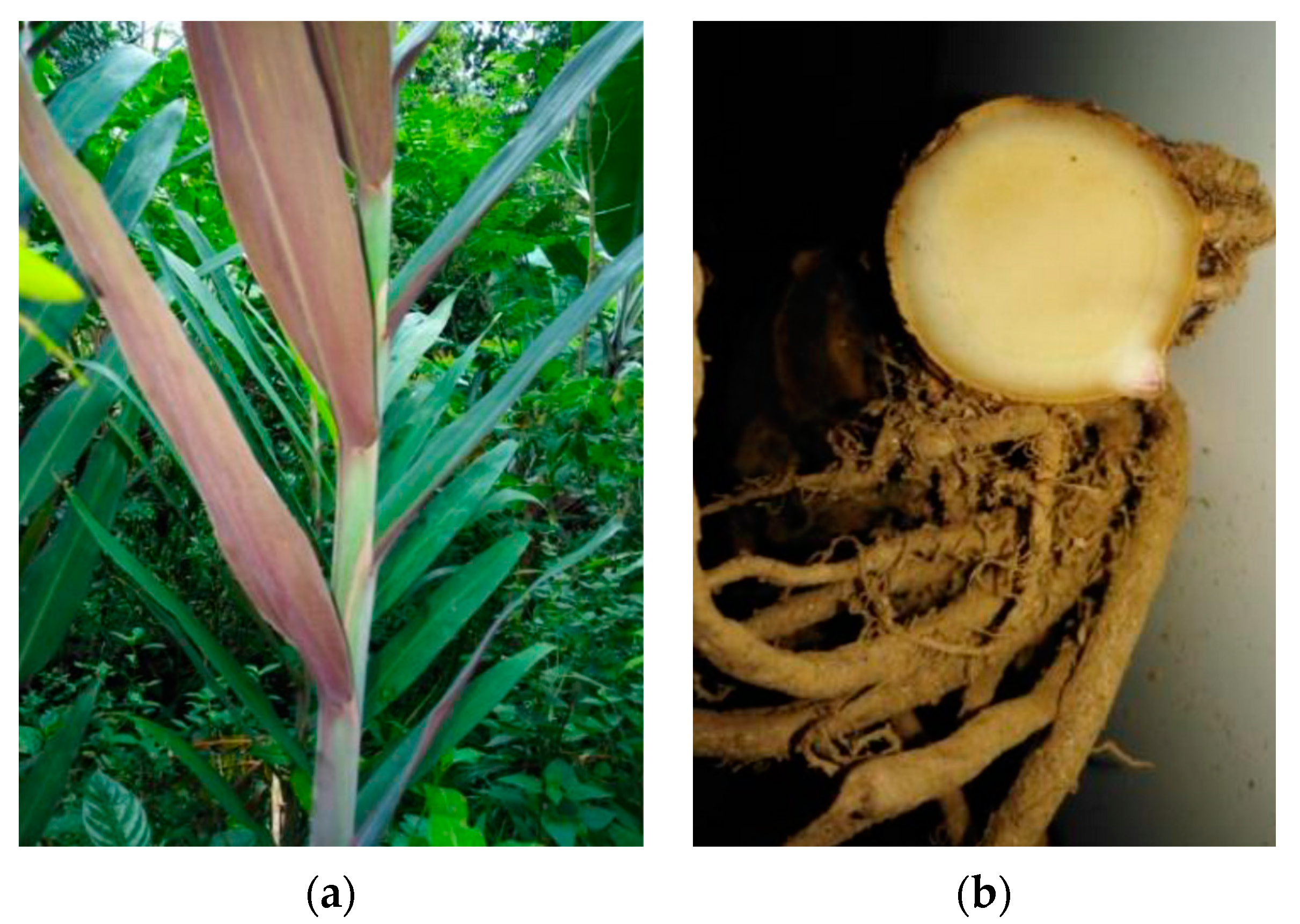 Medicines 10 00034 g001