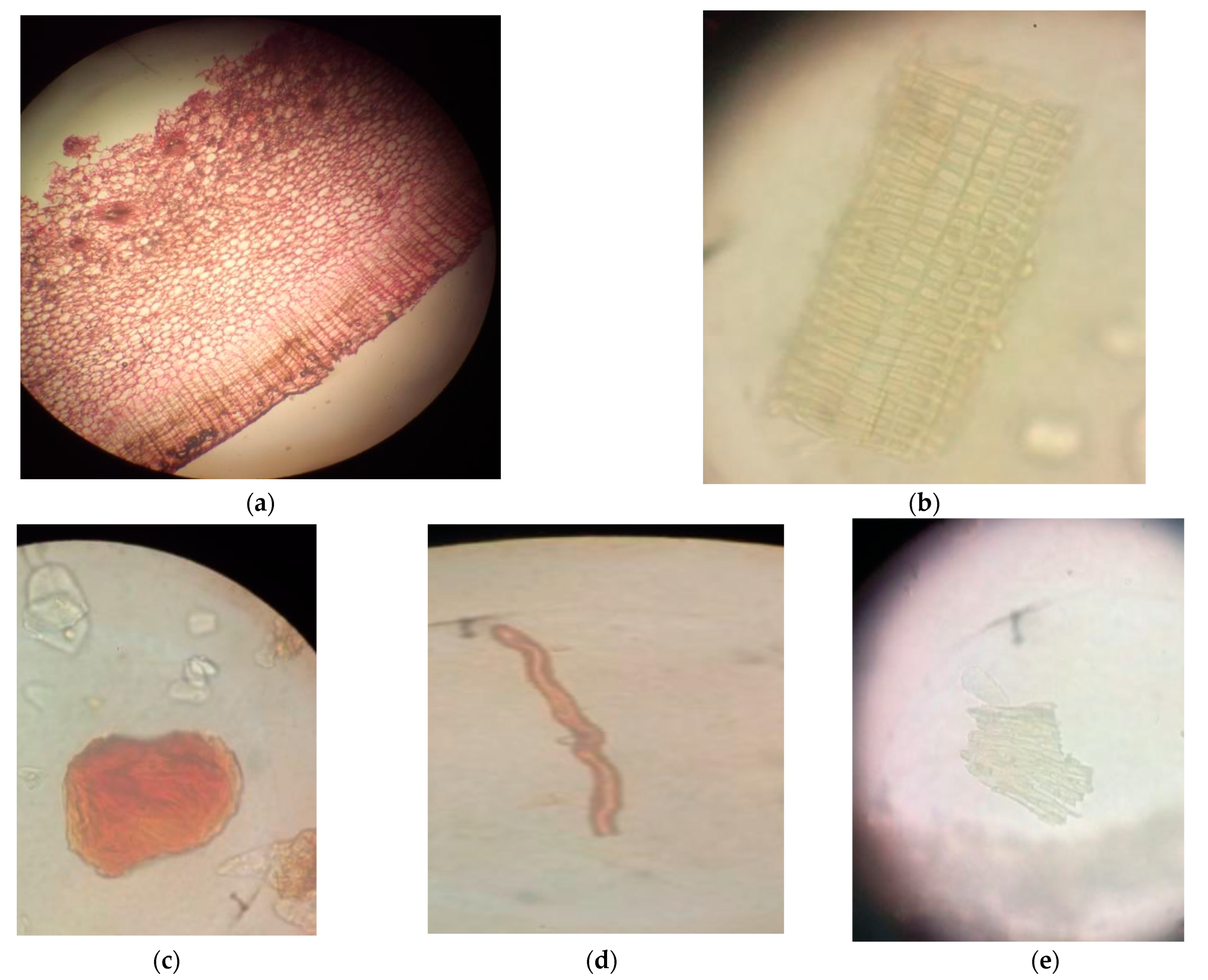 Medicines 10 00034 g002