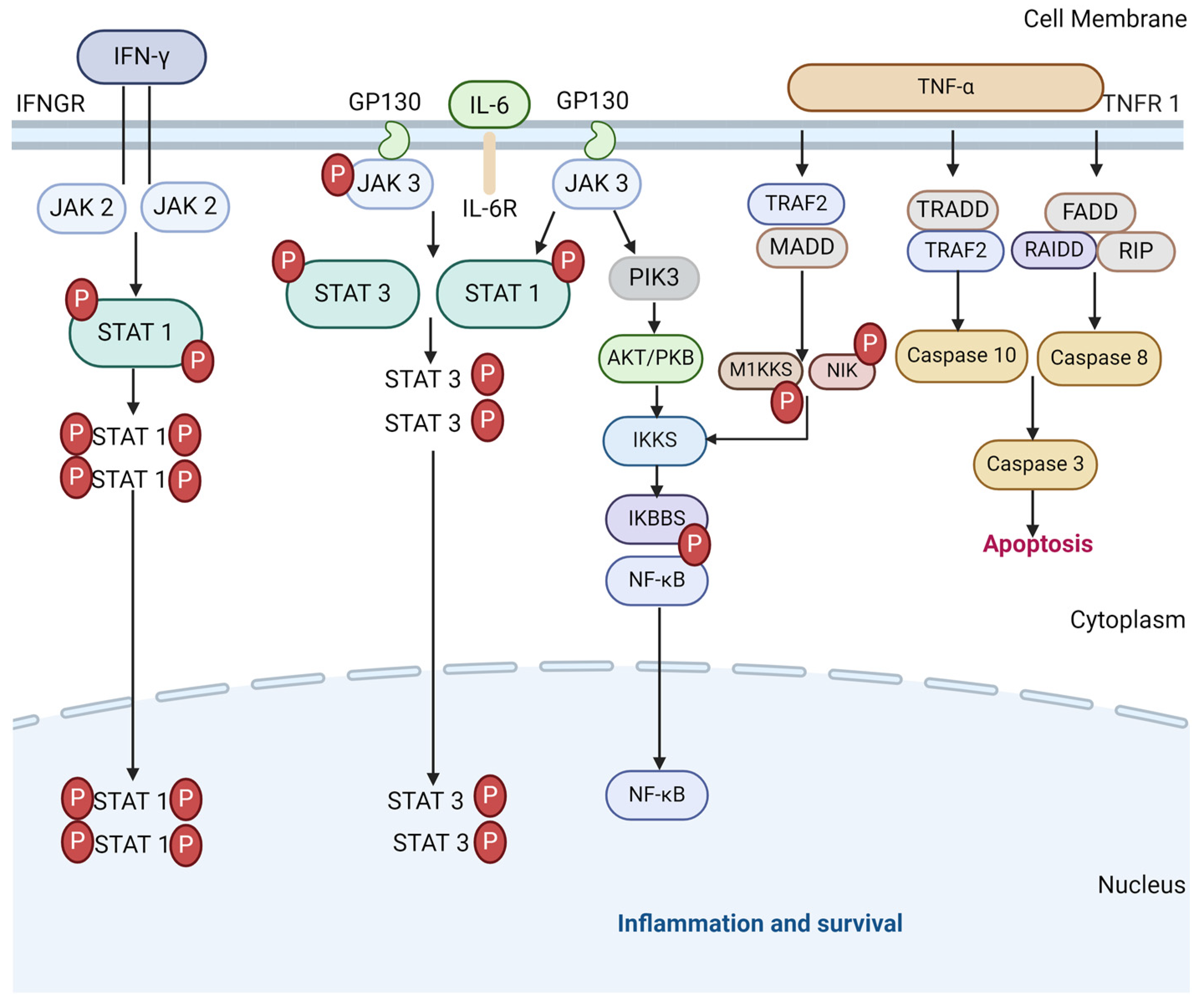 Medicines 11 00014 g002 Medicines 11 00014 g002