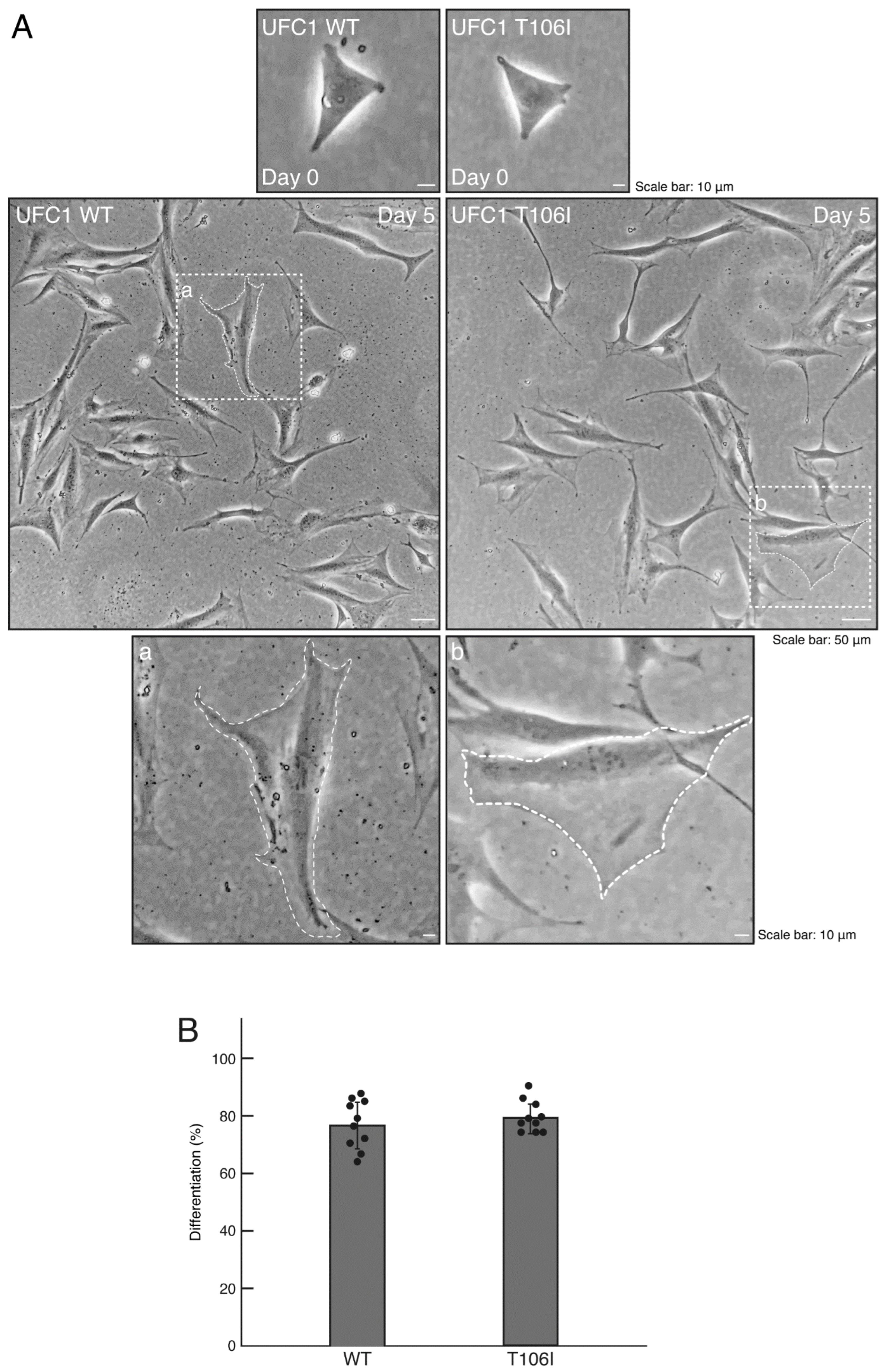 Medicines 12 00002 g002