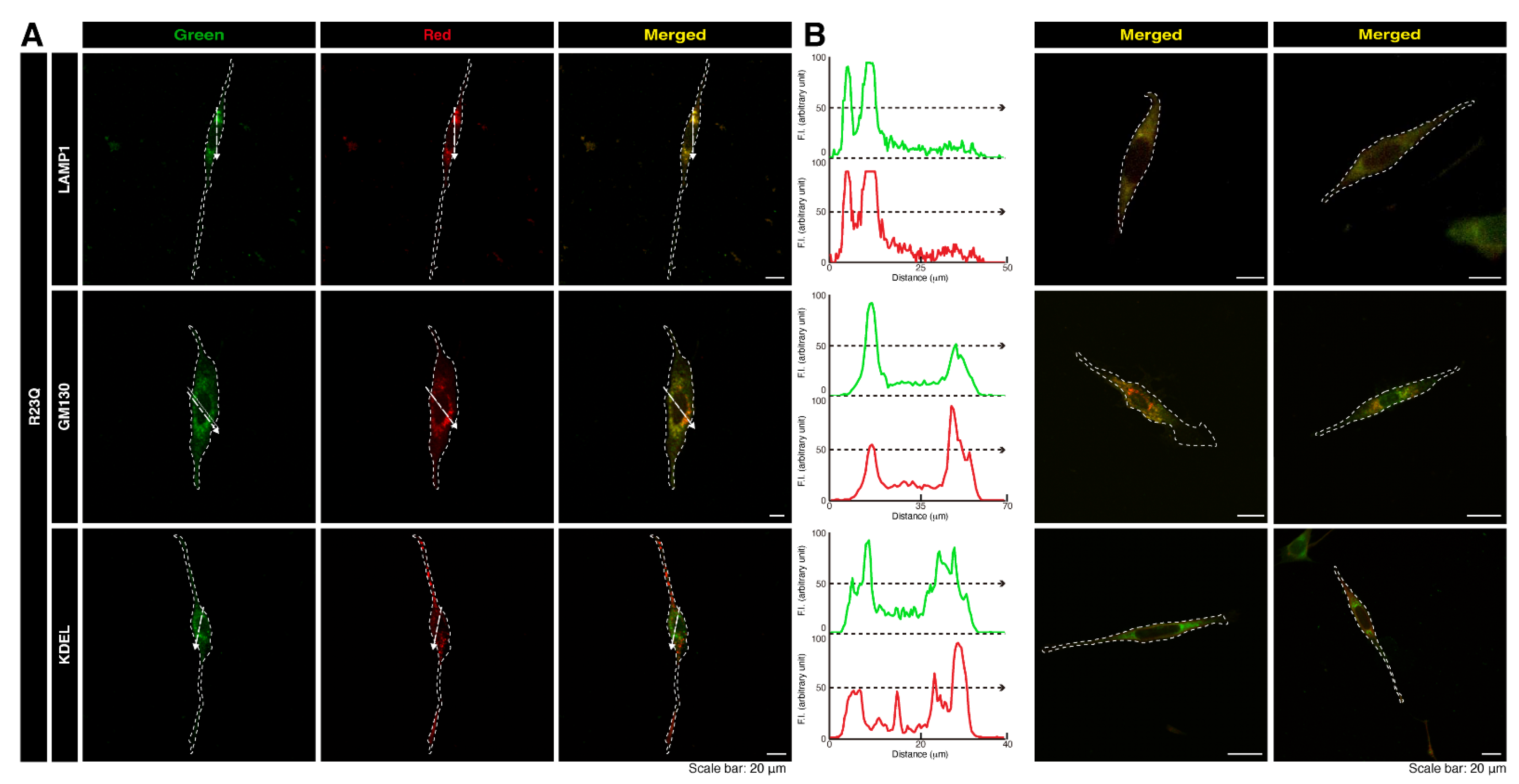 Medicines 12 00002 g003