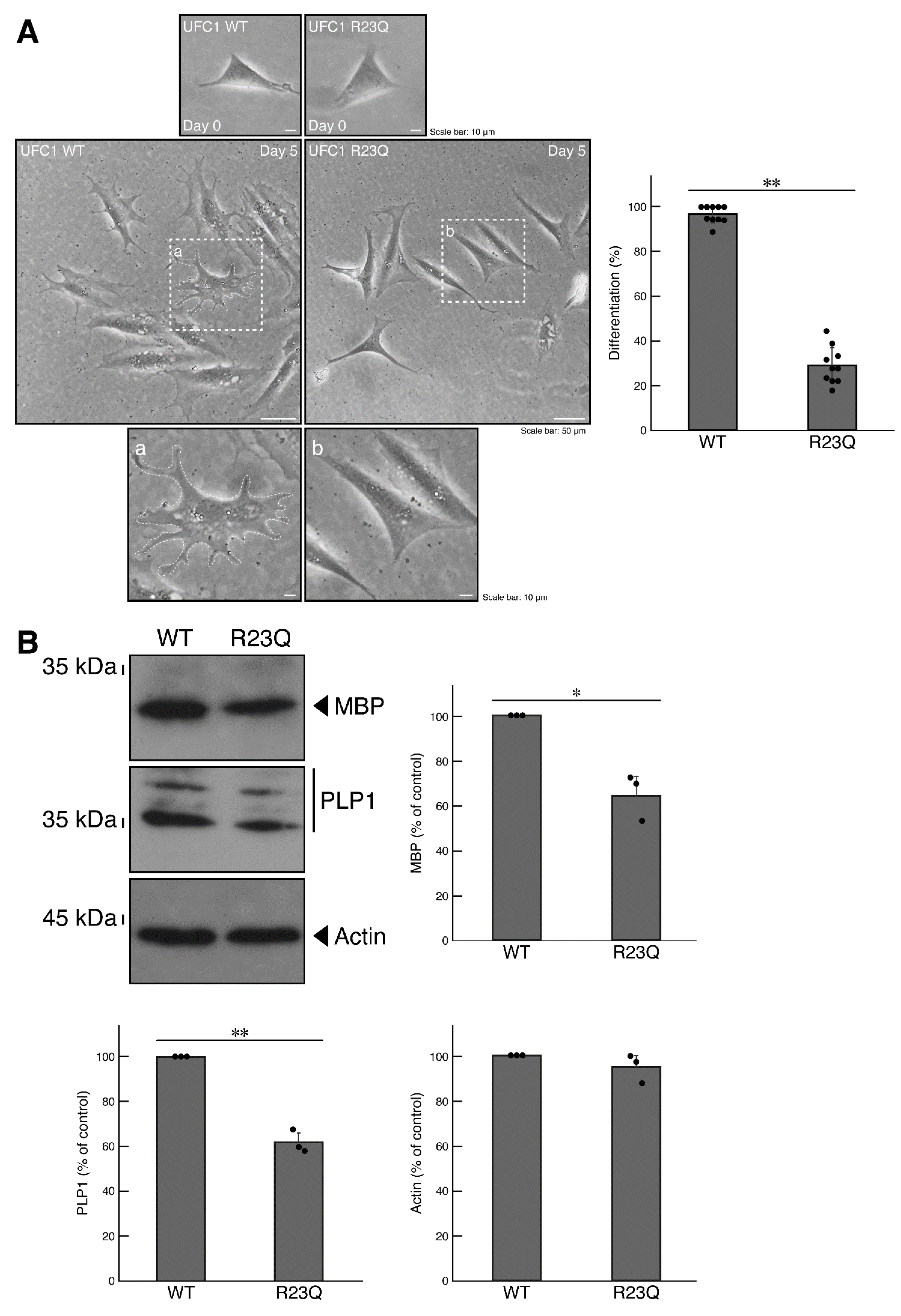 Medicines 12 00002 g005