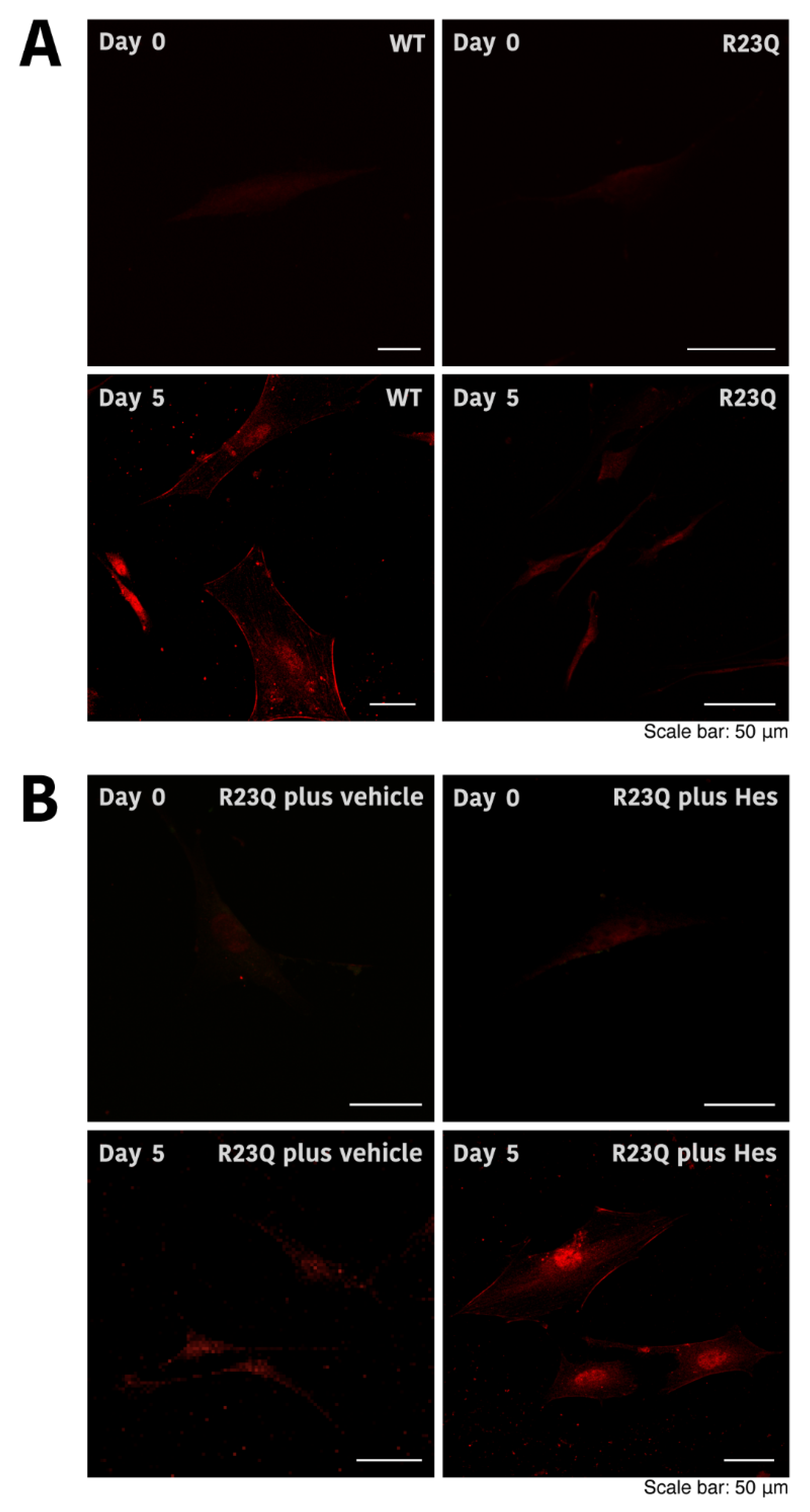 Medicines 12 00002 g006