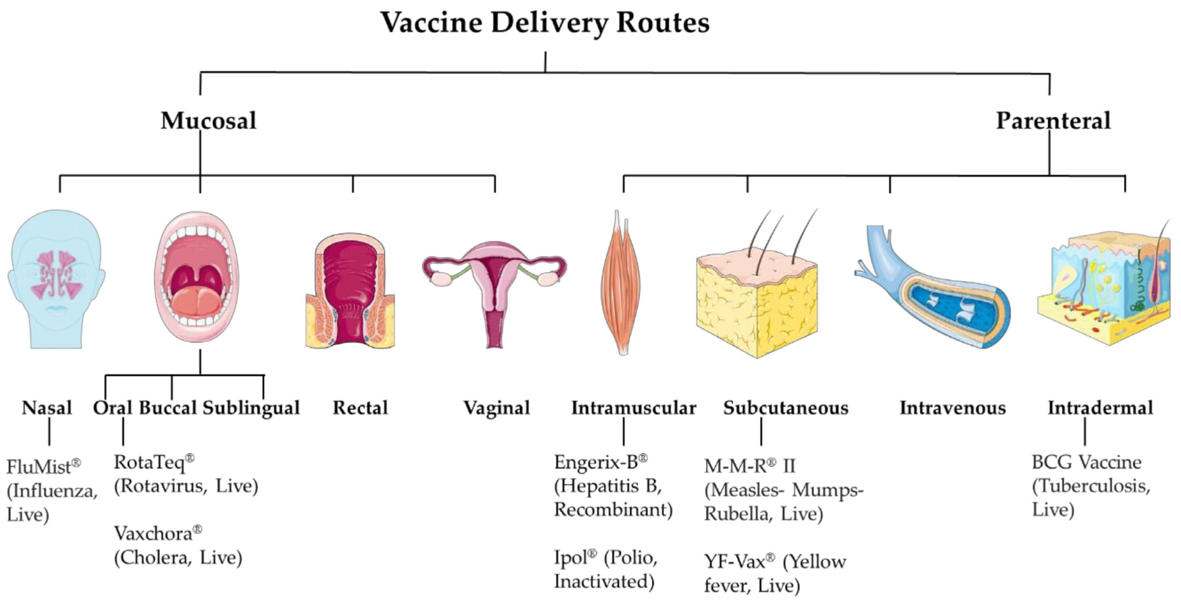 Medicines 12 00004 g001 Medicines 12 00004 g001