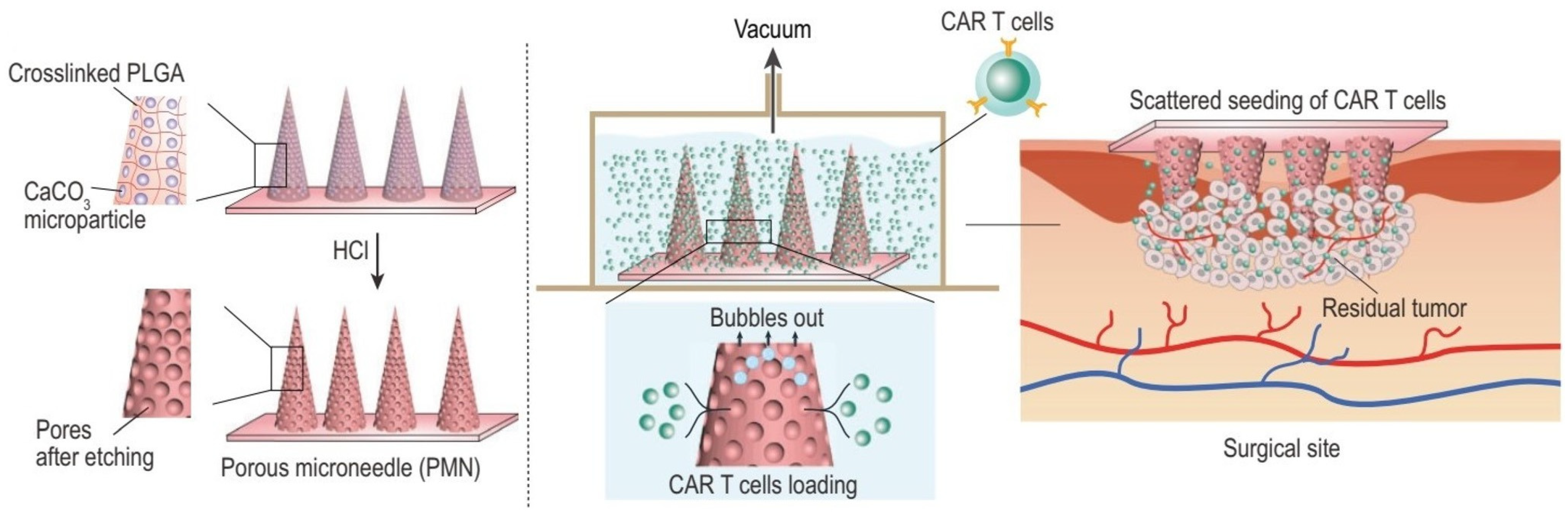 Medicines 12 00004 g005 Medicines 12 00004 g005