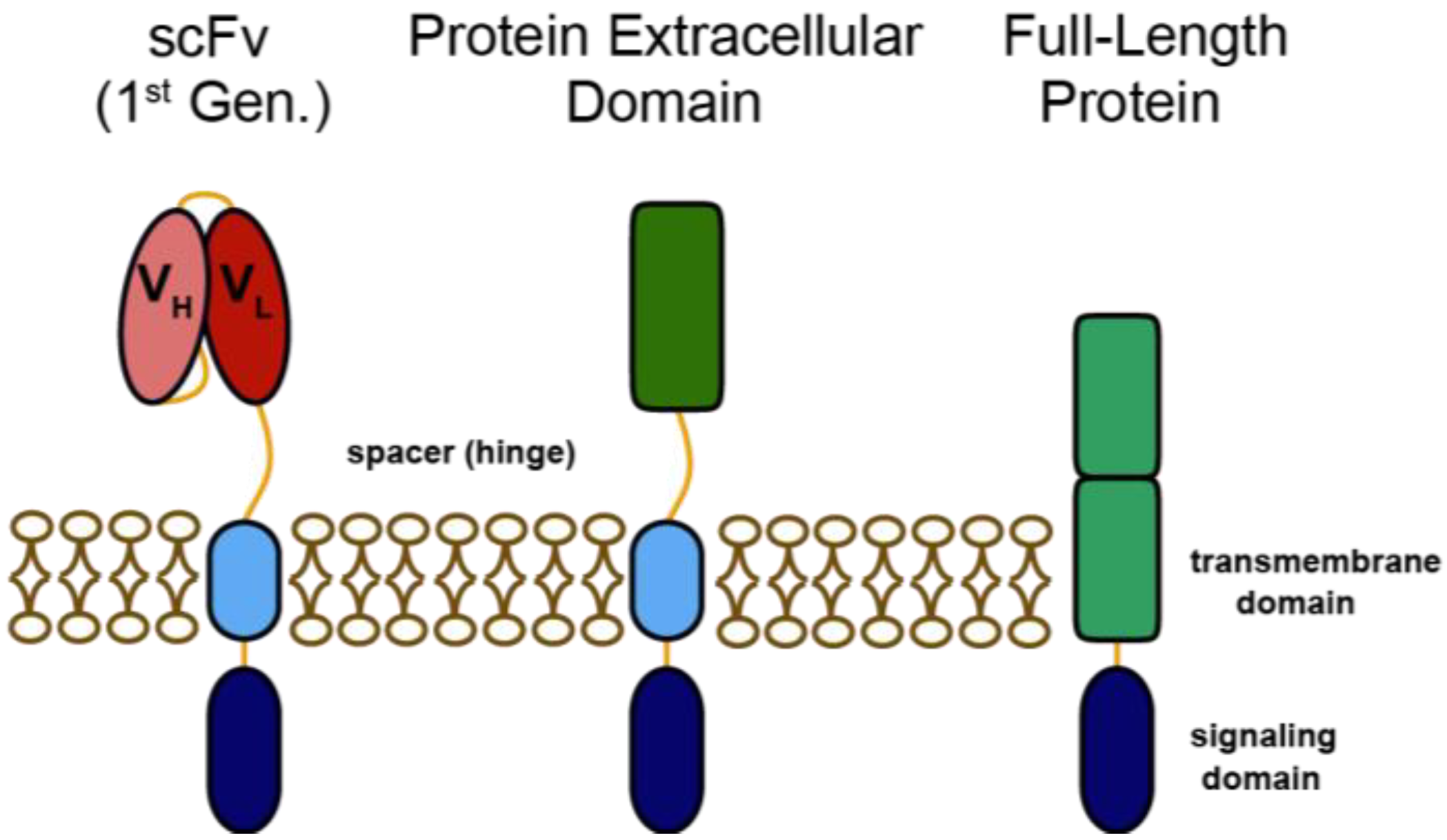Medical Sciences Free FullText Foreign or Domestic CARs Receptor
