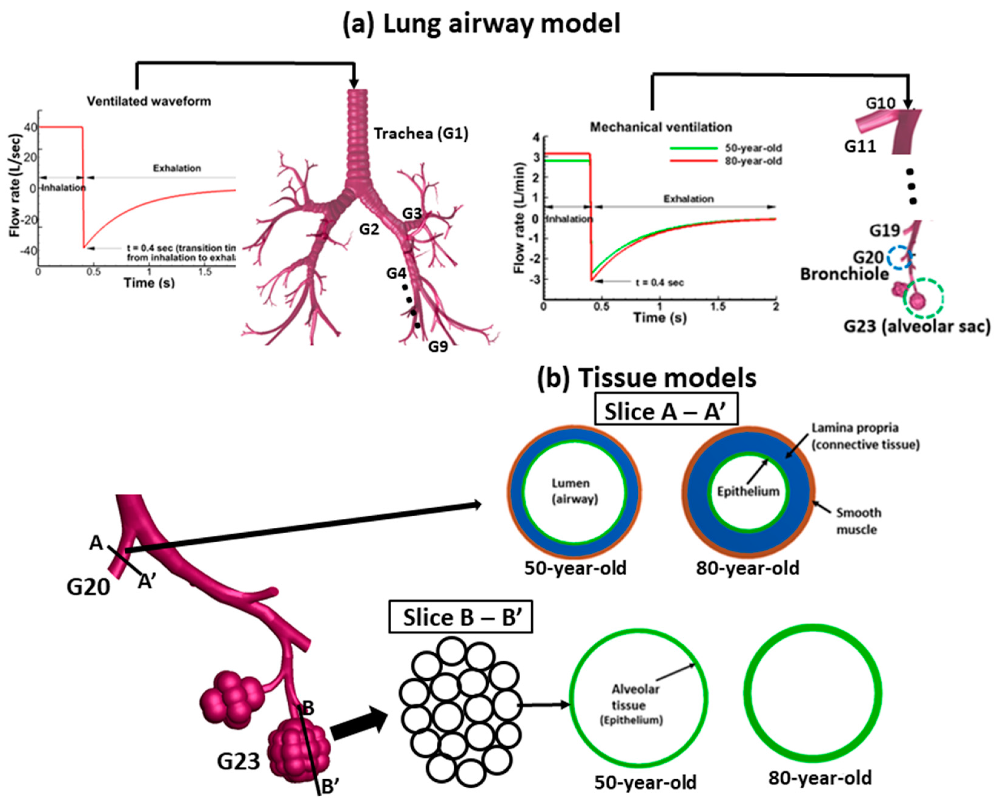 Medical Sciences | Free Full-Text | Quantification of Age‐Related Lung