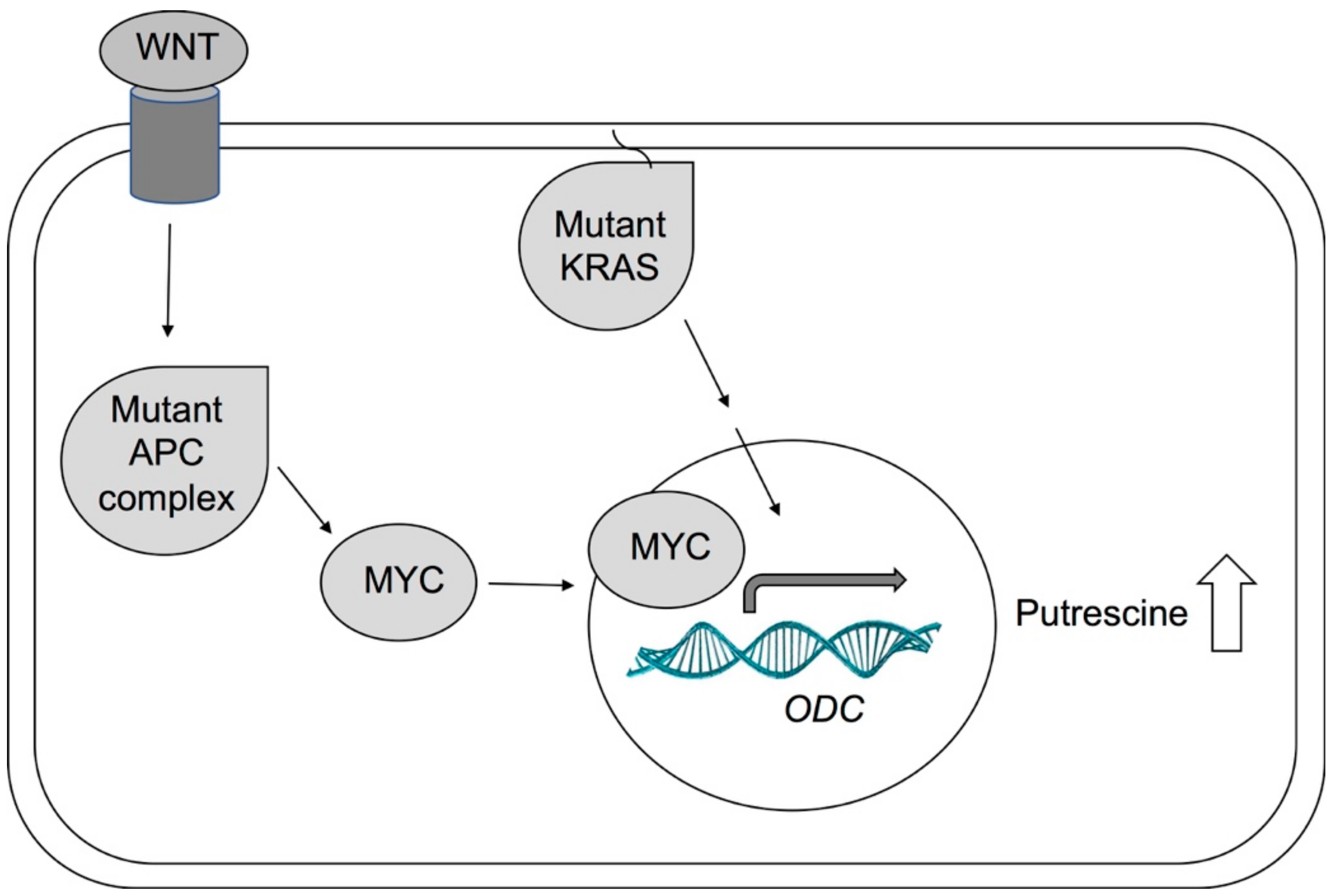 Medsci 06 00012 g004