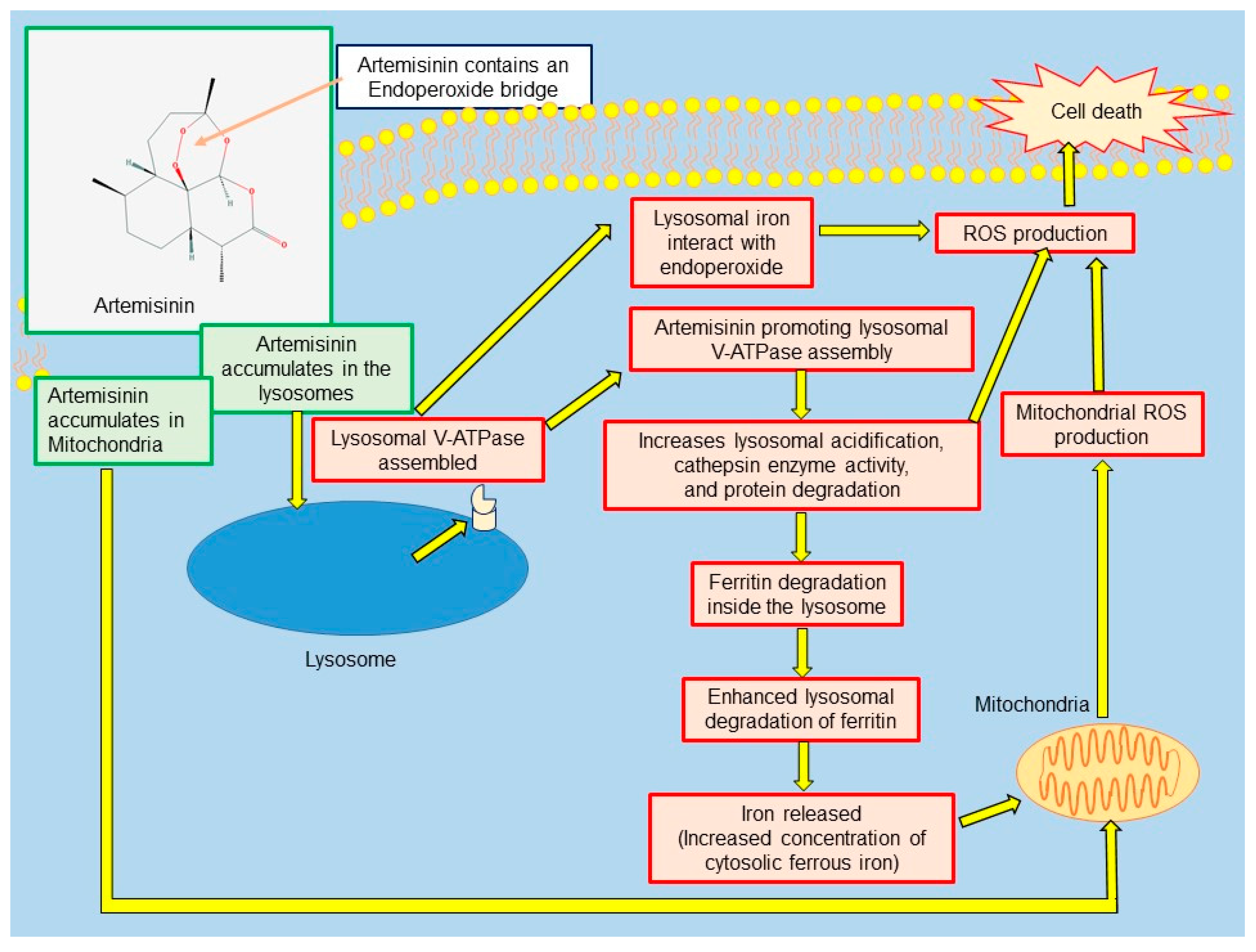 Medsci 06 00019 g003 Medsci 06 00019 g003