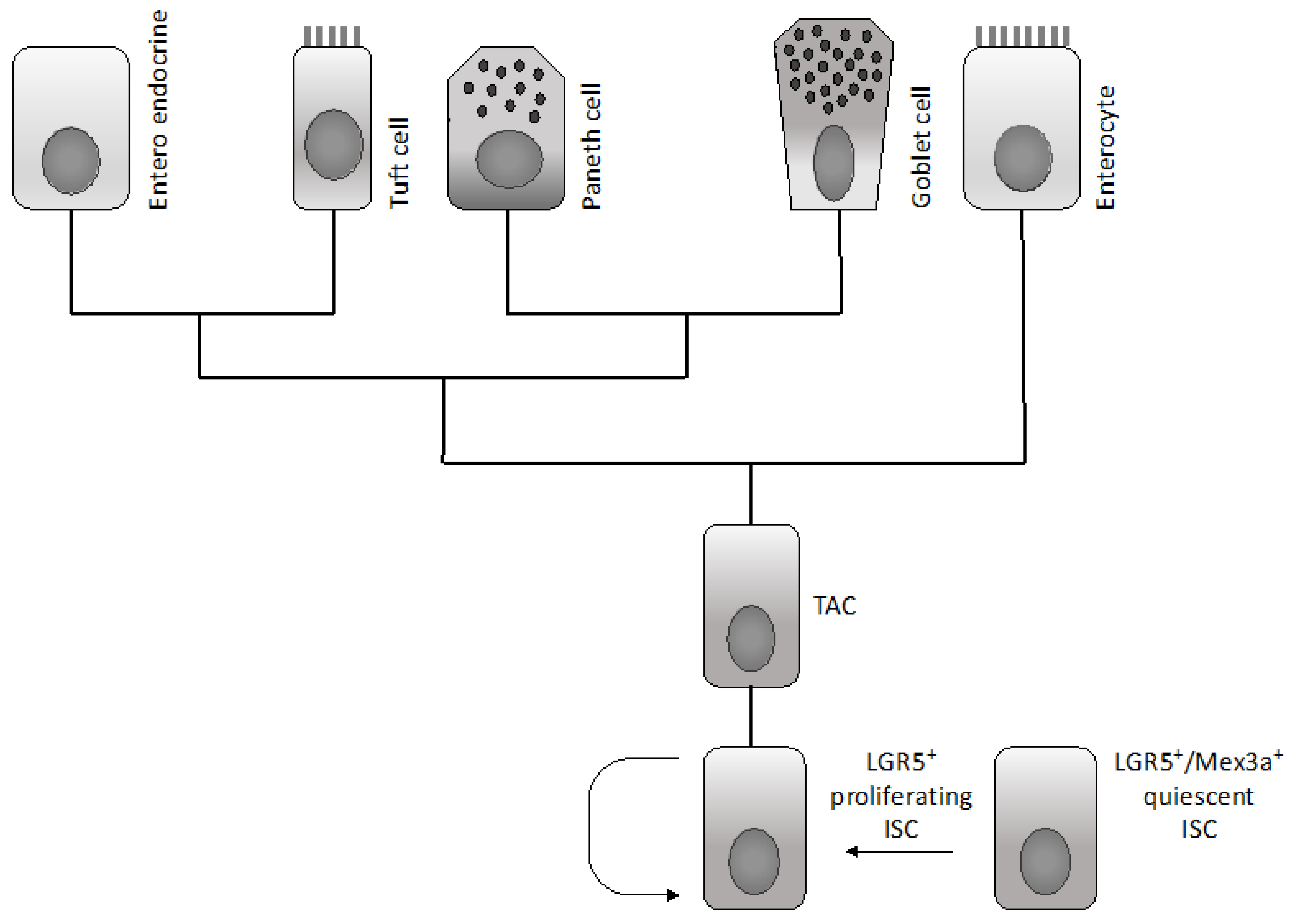 Medsci 06 00031 g002 Medsci 06 00031 g002
