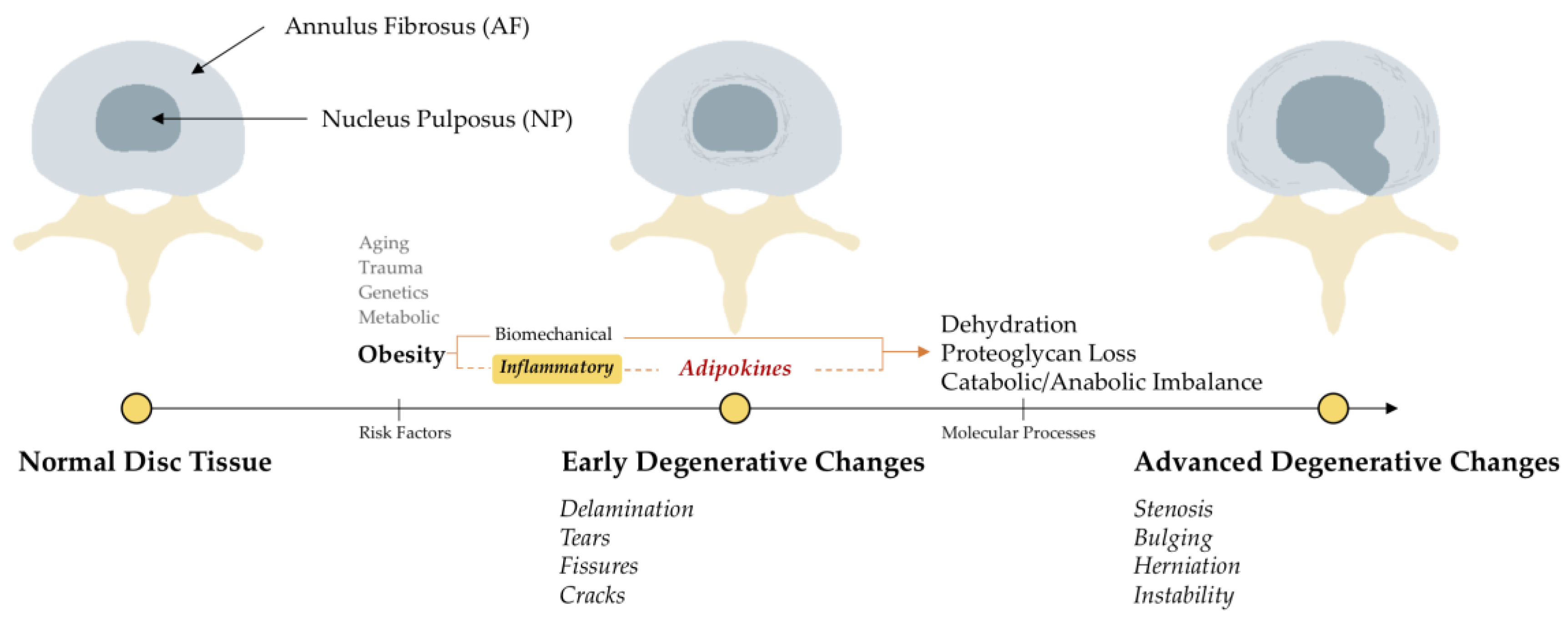 medical sciences free full text the role of adipokines in
