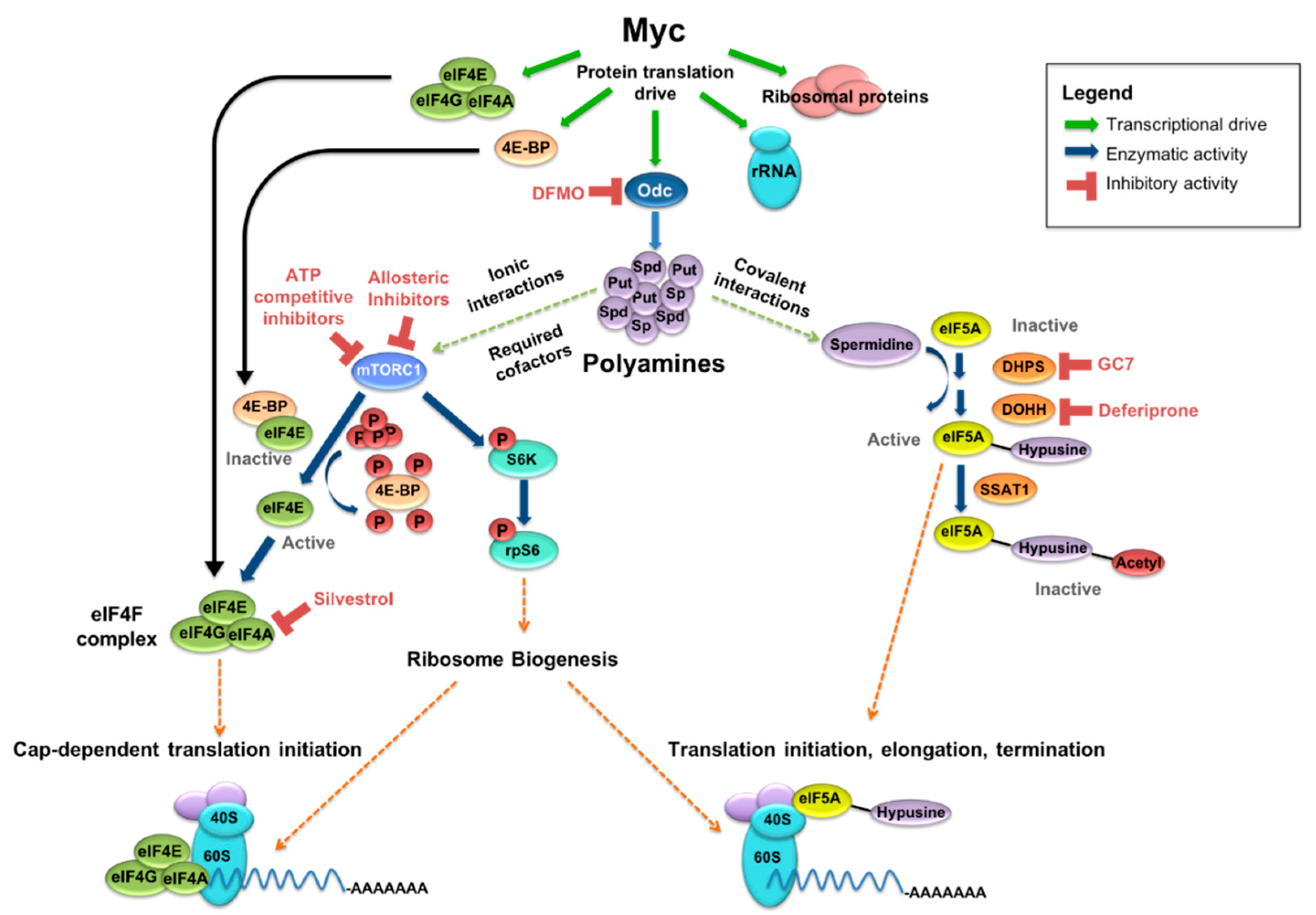 Medsci 06 00041 g001