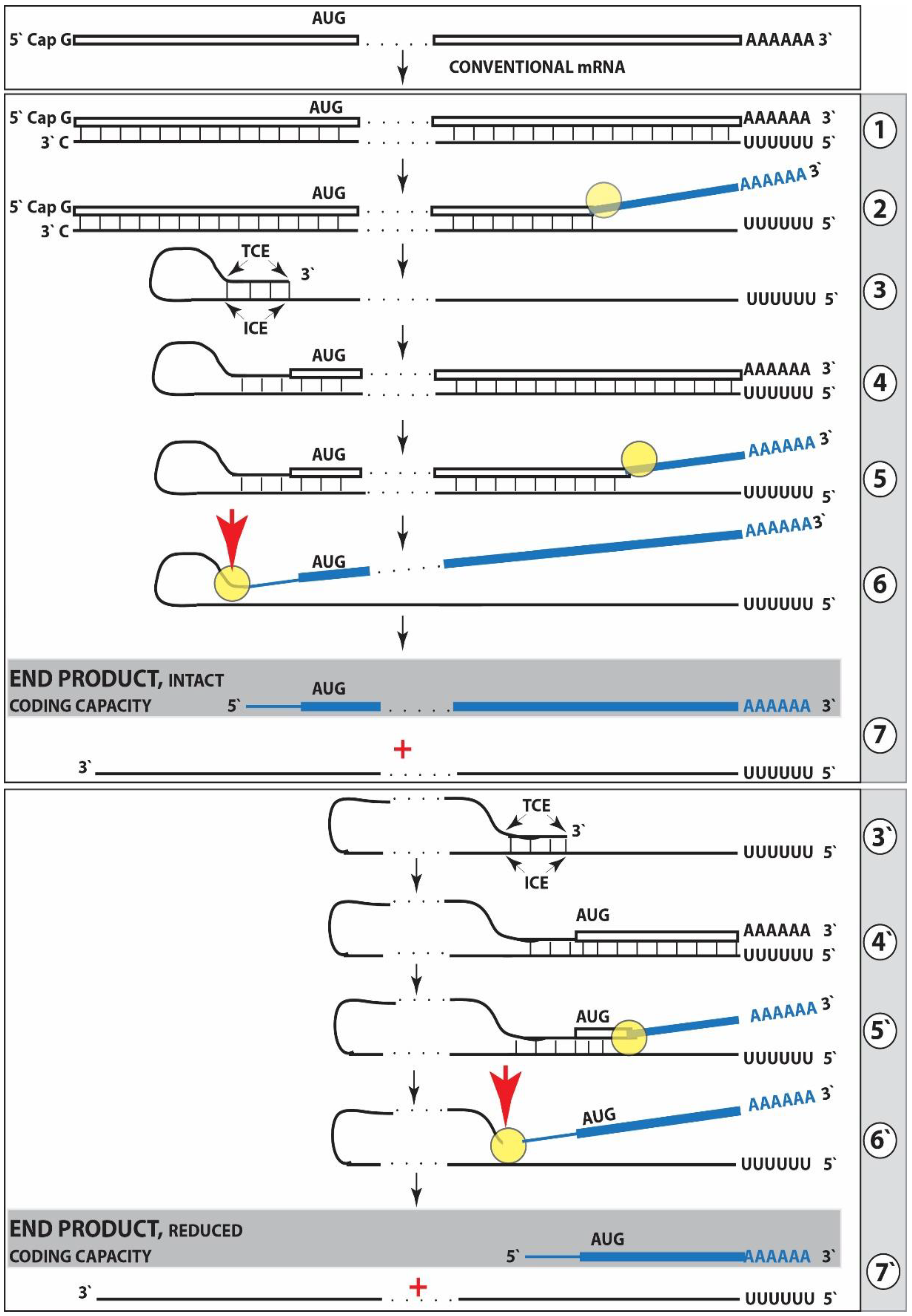 Medsci 06 00045 g001 Medsci 06 00045 g001