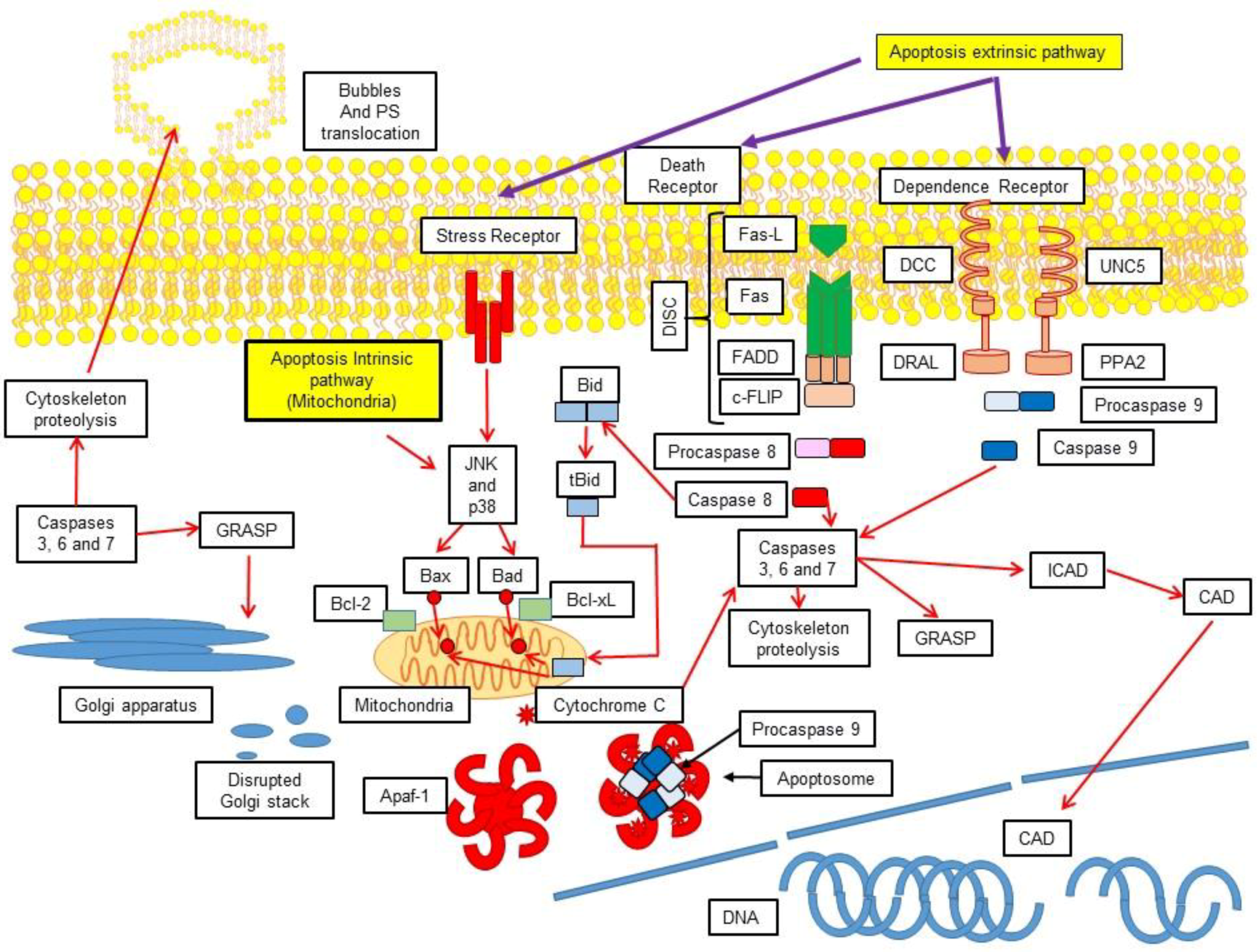 Medsci 06 00054 g001 Medsci 06 00054 g001