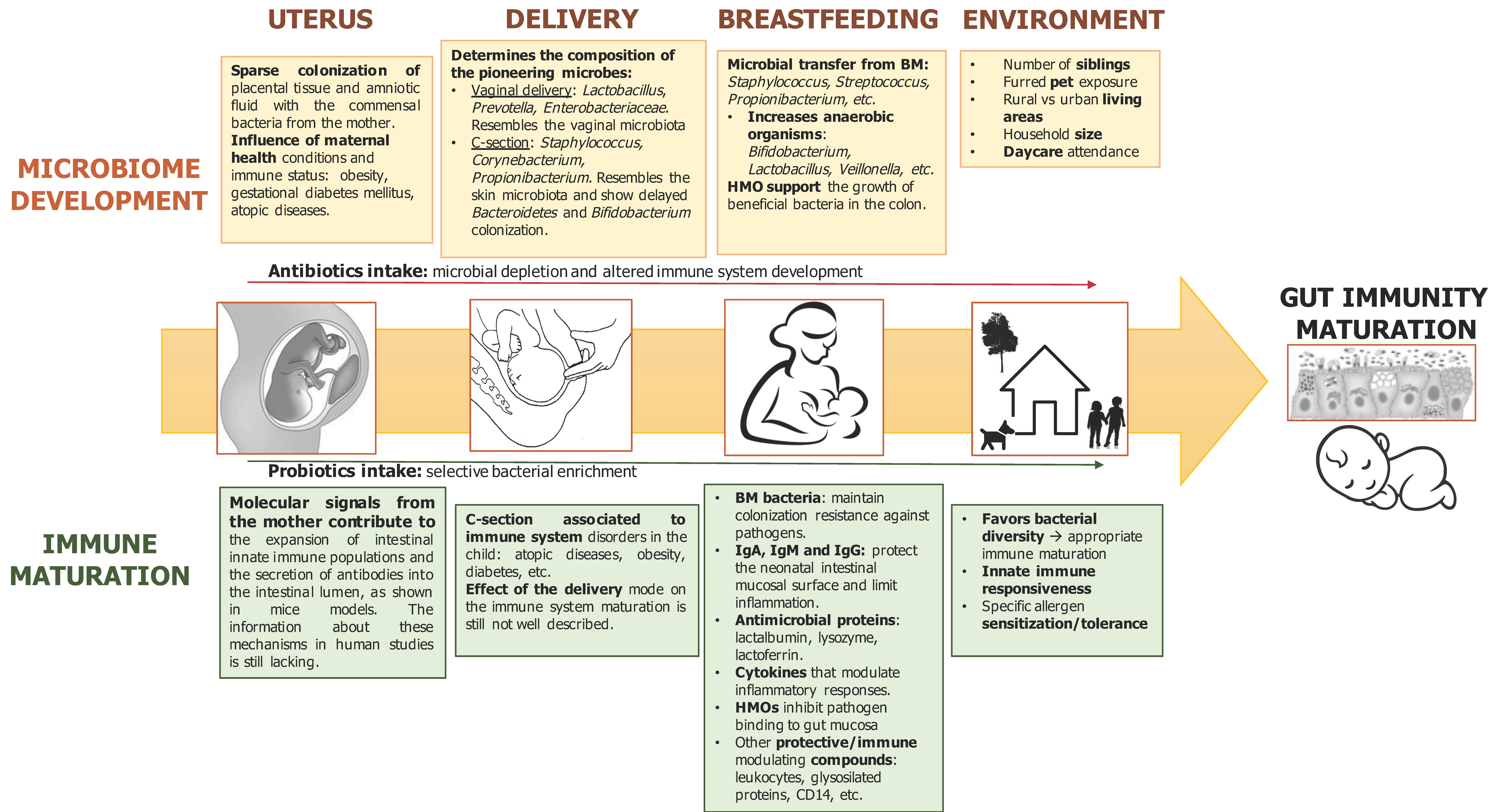 Newborn Immune Activation May Have Long >> Medical Sciences Free Full Text Gut Microbiota And Mucosal Newborn Immune Activation May Have Long >> Medical Sciences Free Full Text Gut Microbiota And Mucosal