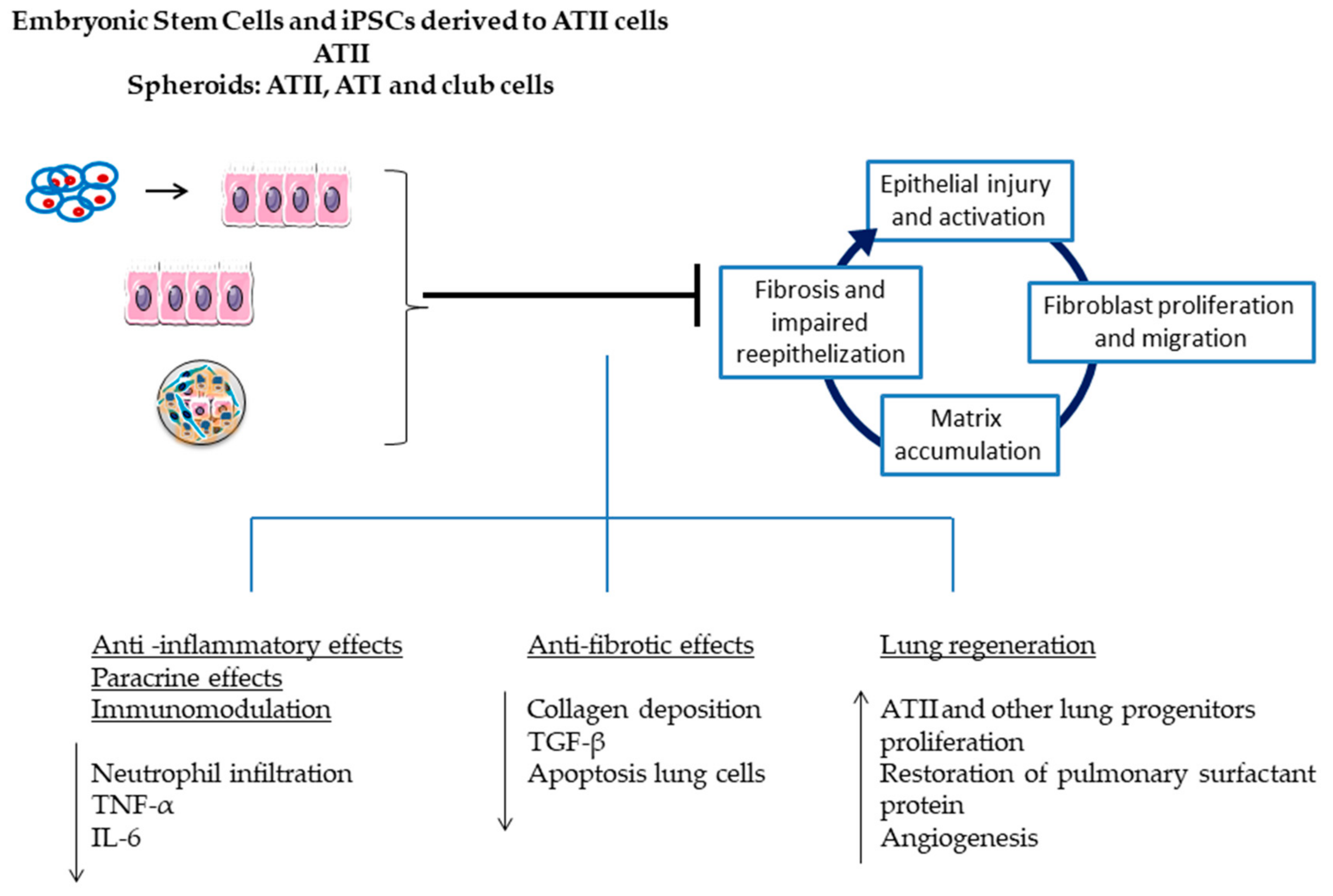 Medsci 06 00064 g004