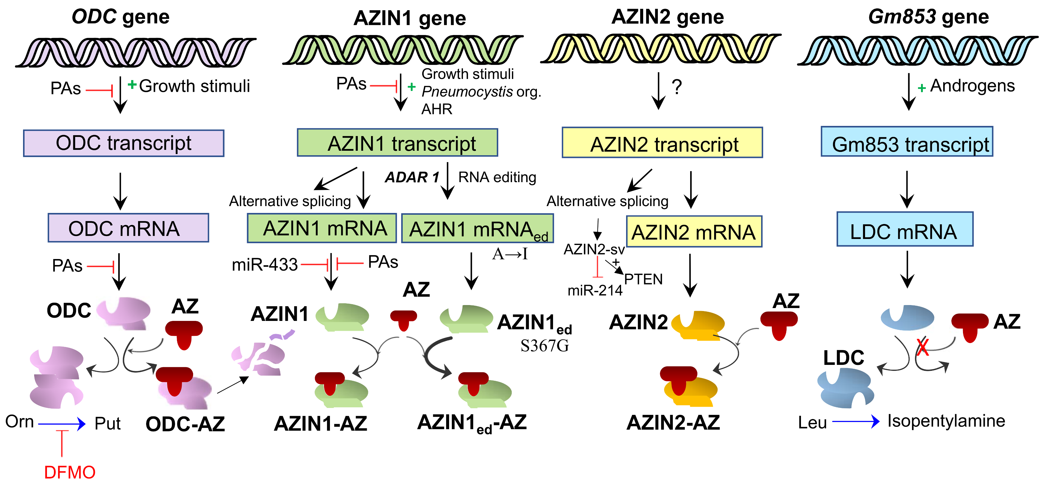 Medsci 06 00089 g002