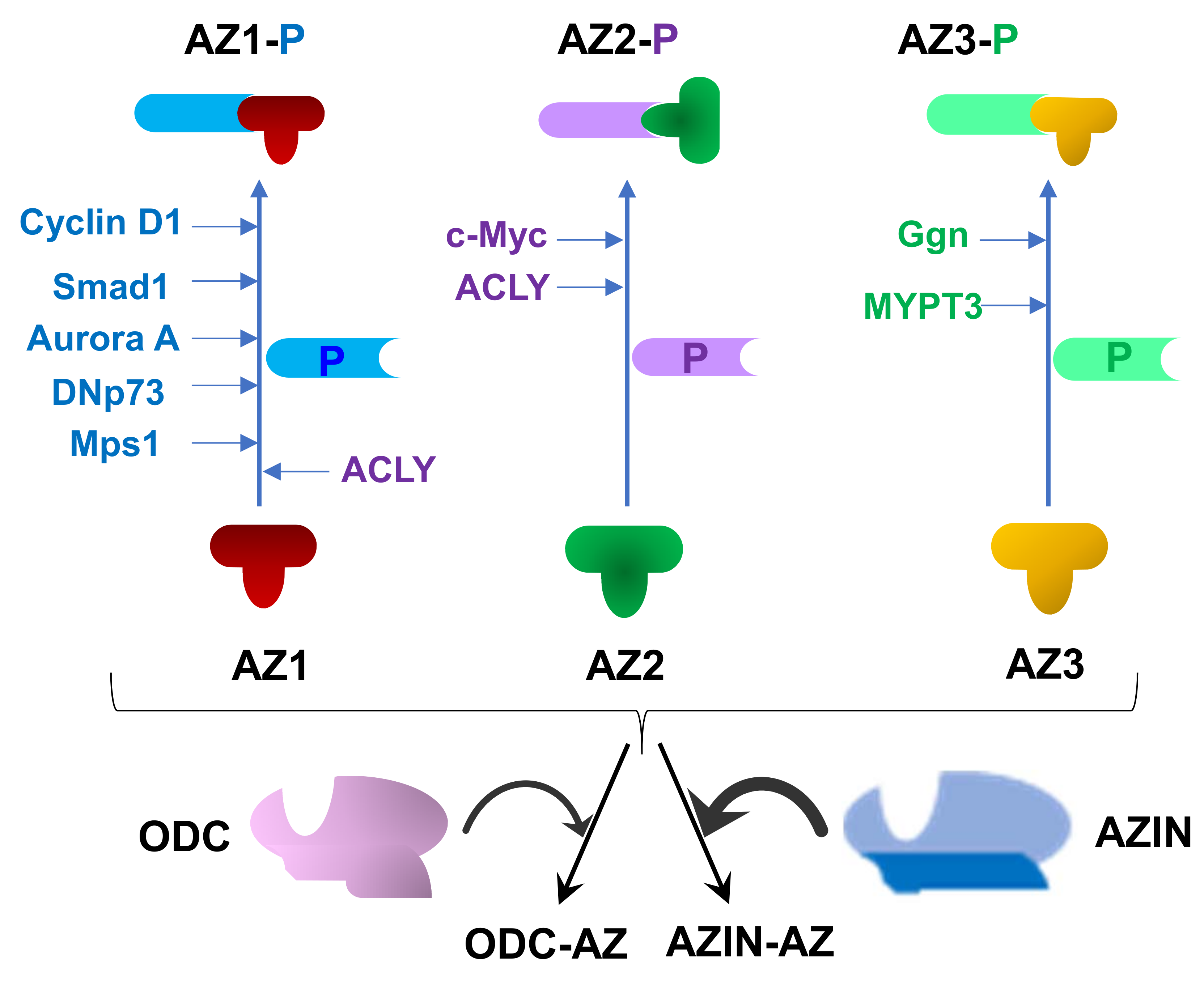 Medsci 06 00089 g003