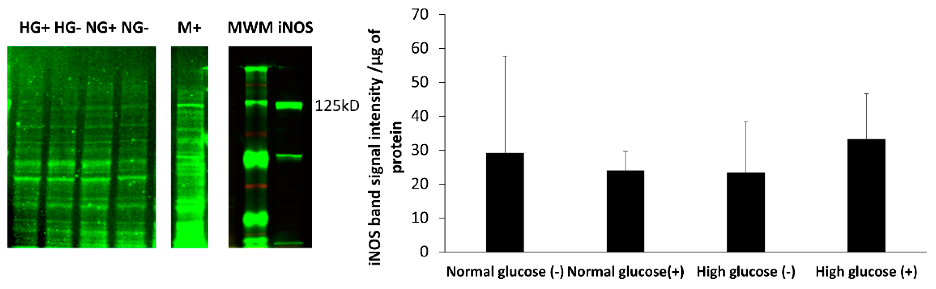 Medsci 06 00099 g005