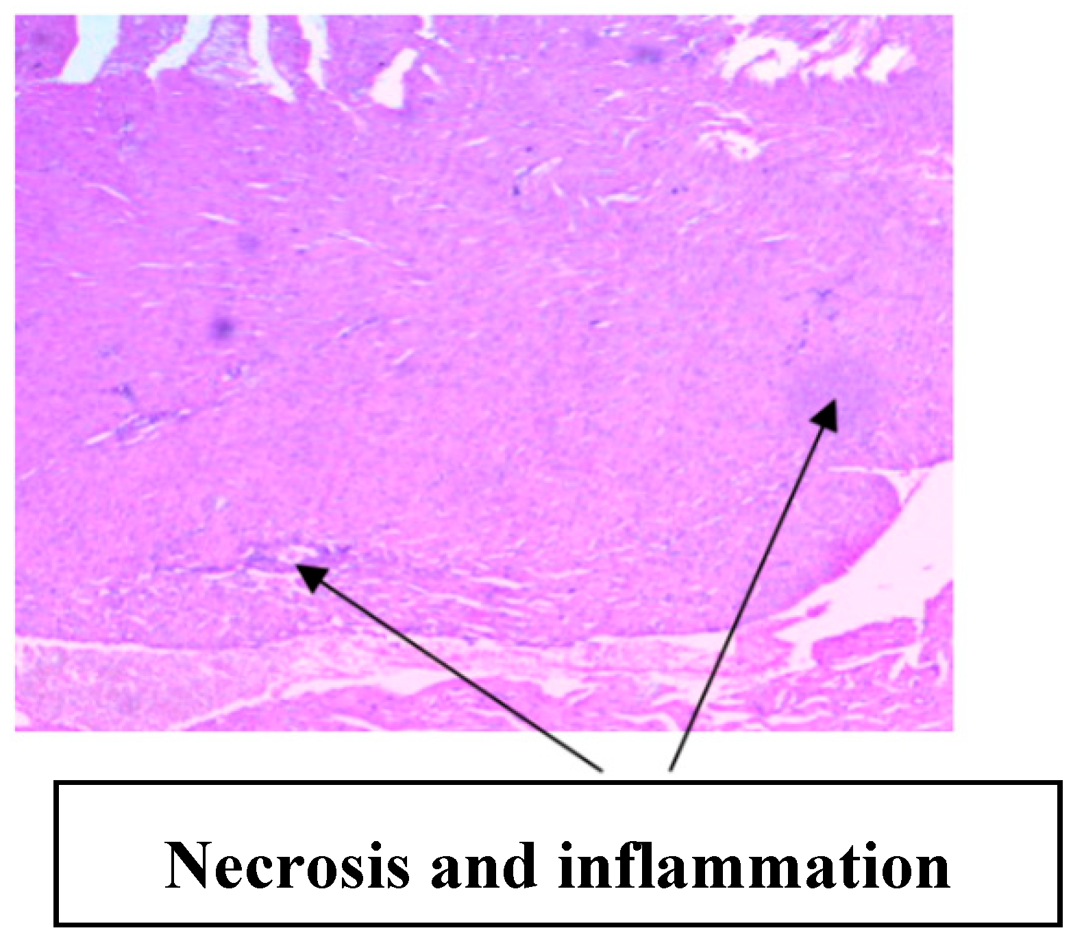 Medsci 07 00013 g017