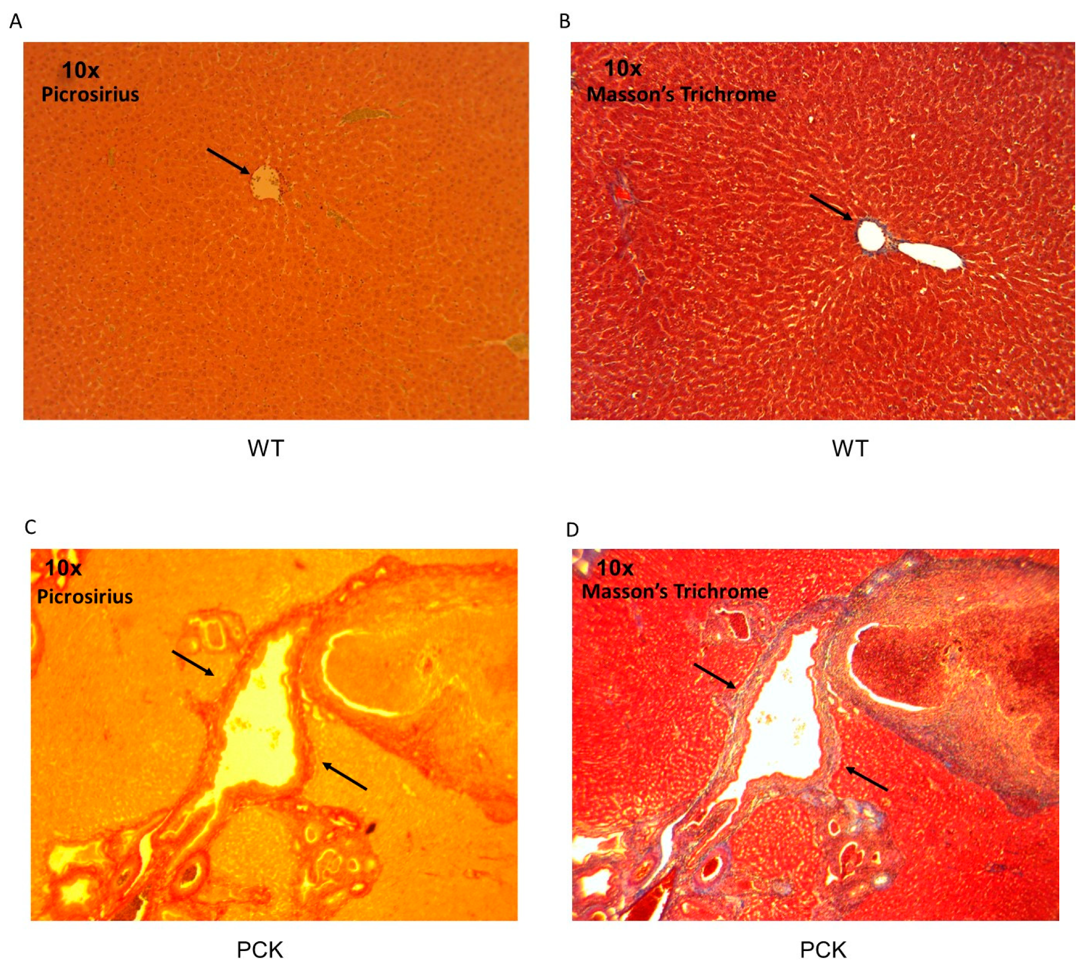 Medsci 07 00055 g006