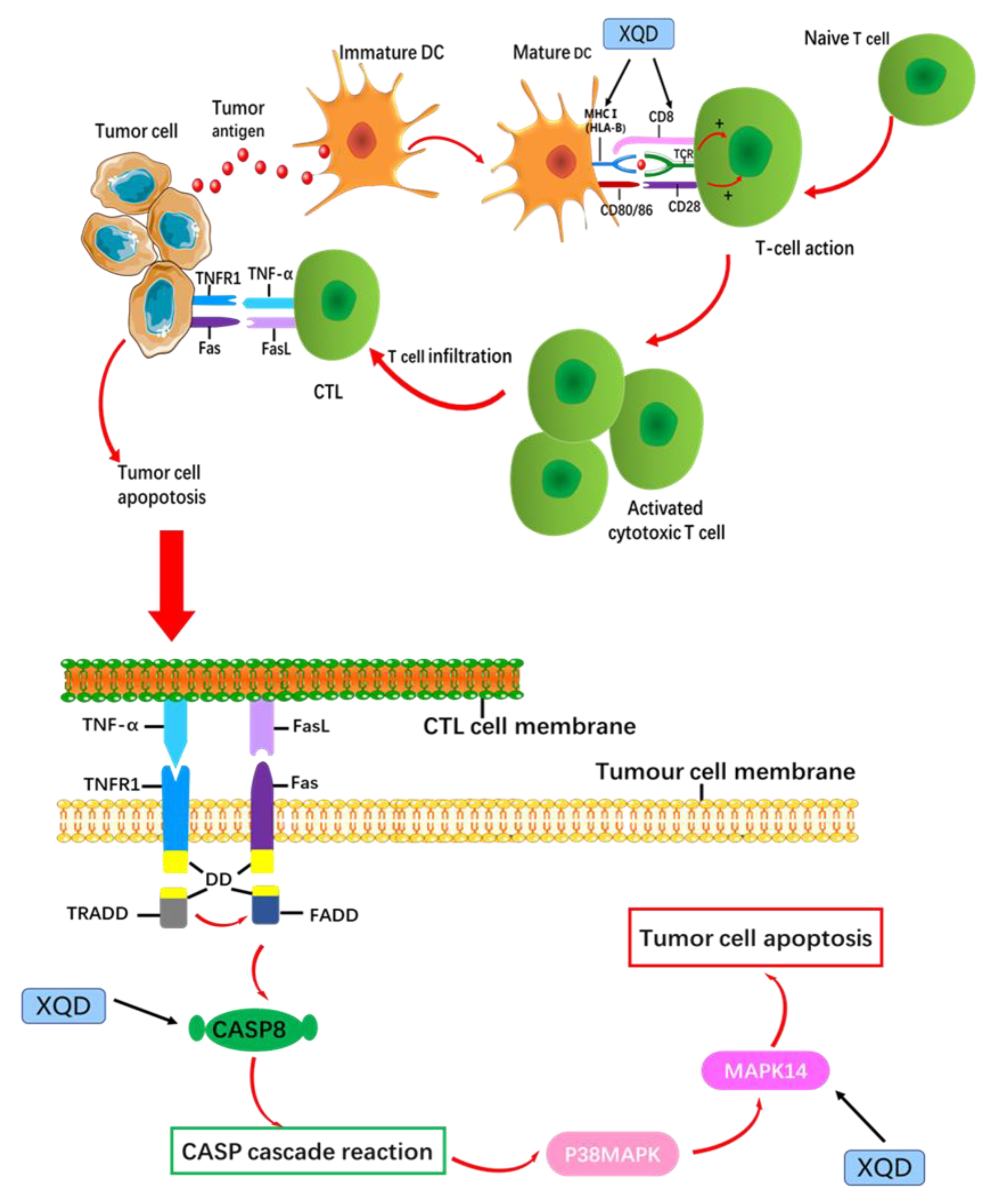 Medsci 08 00001 g007 Medsci 08 00001 g007