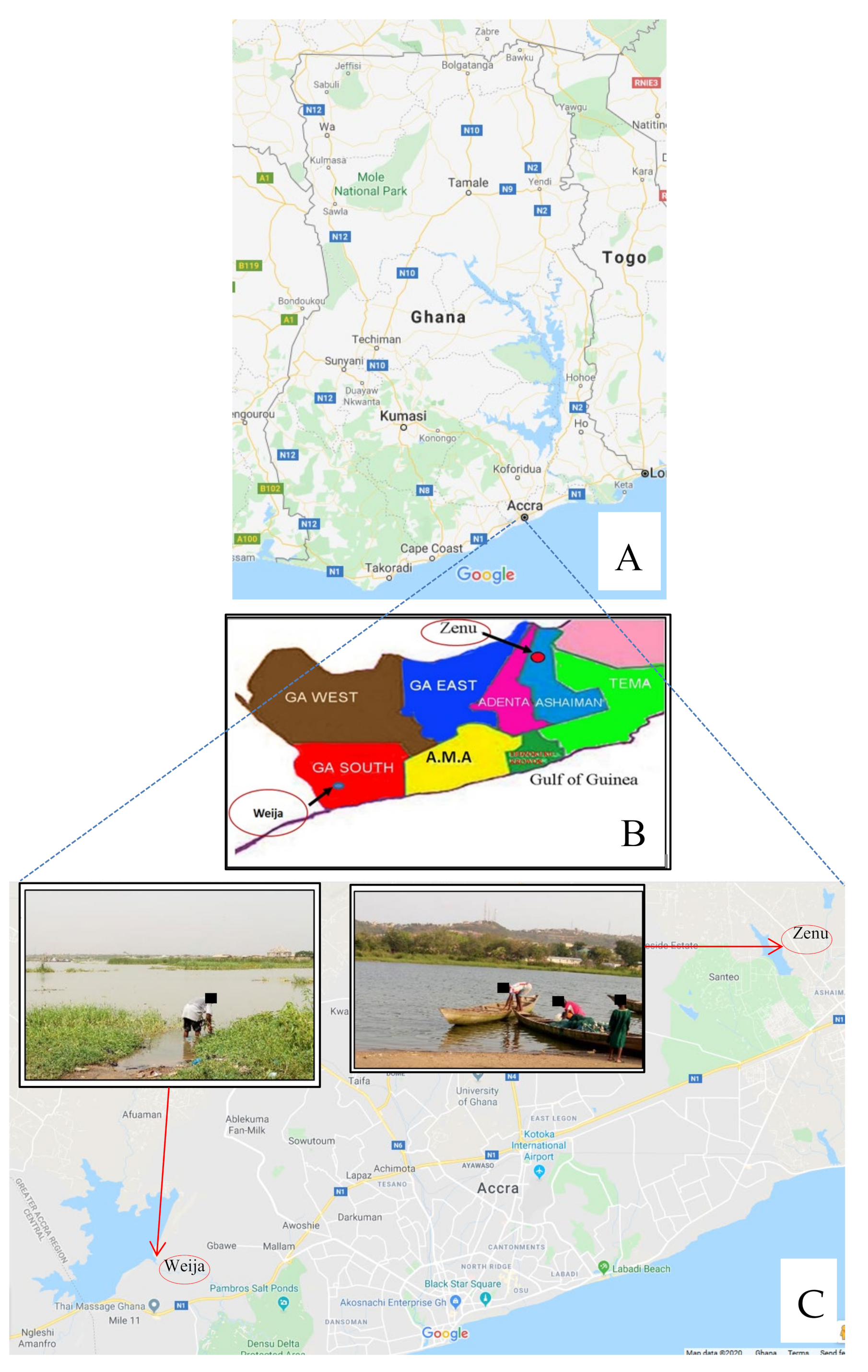 Medsci 08 00010 g001 Medsci 08 00010 g001