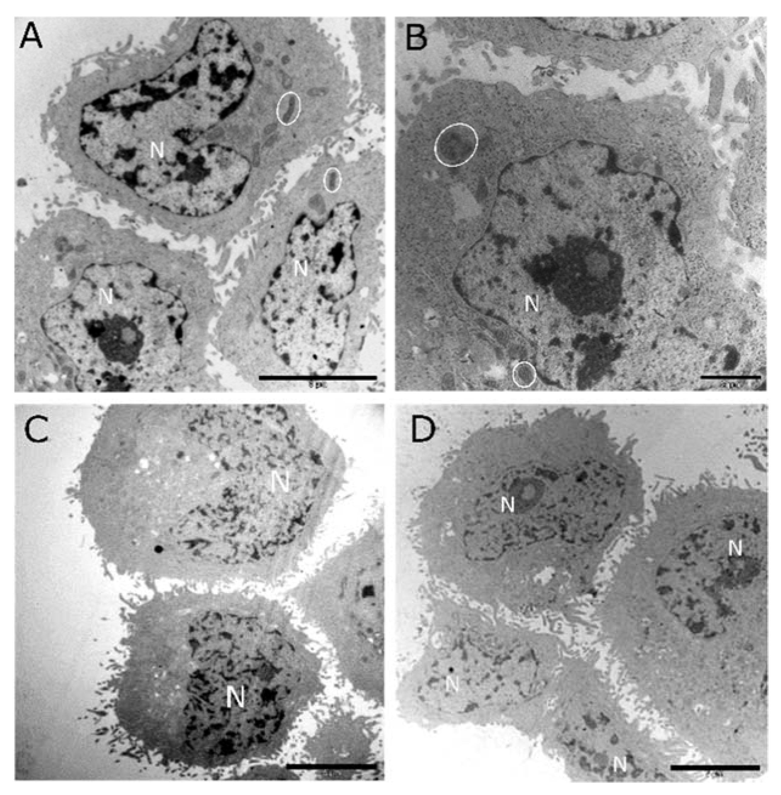 Medsci 08 00012 g008
