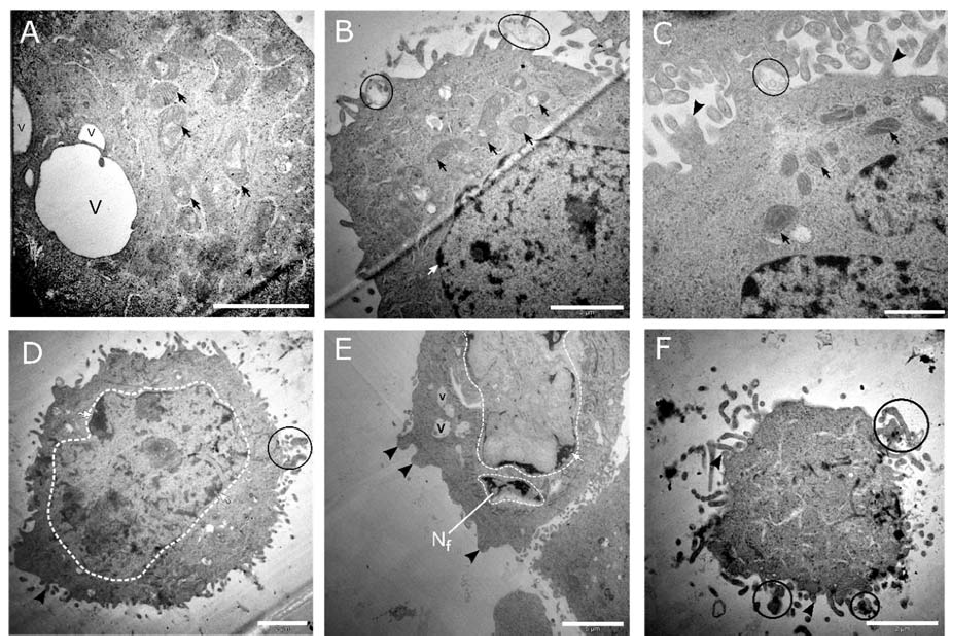 Medsci 08 00012 g009