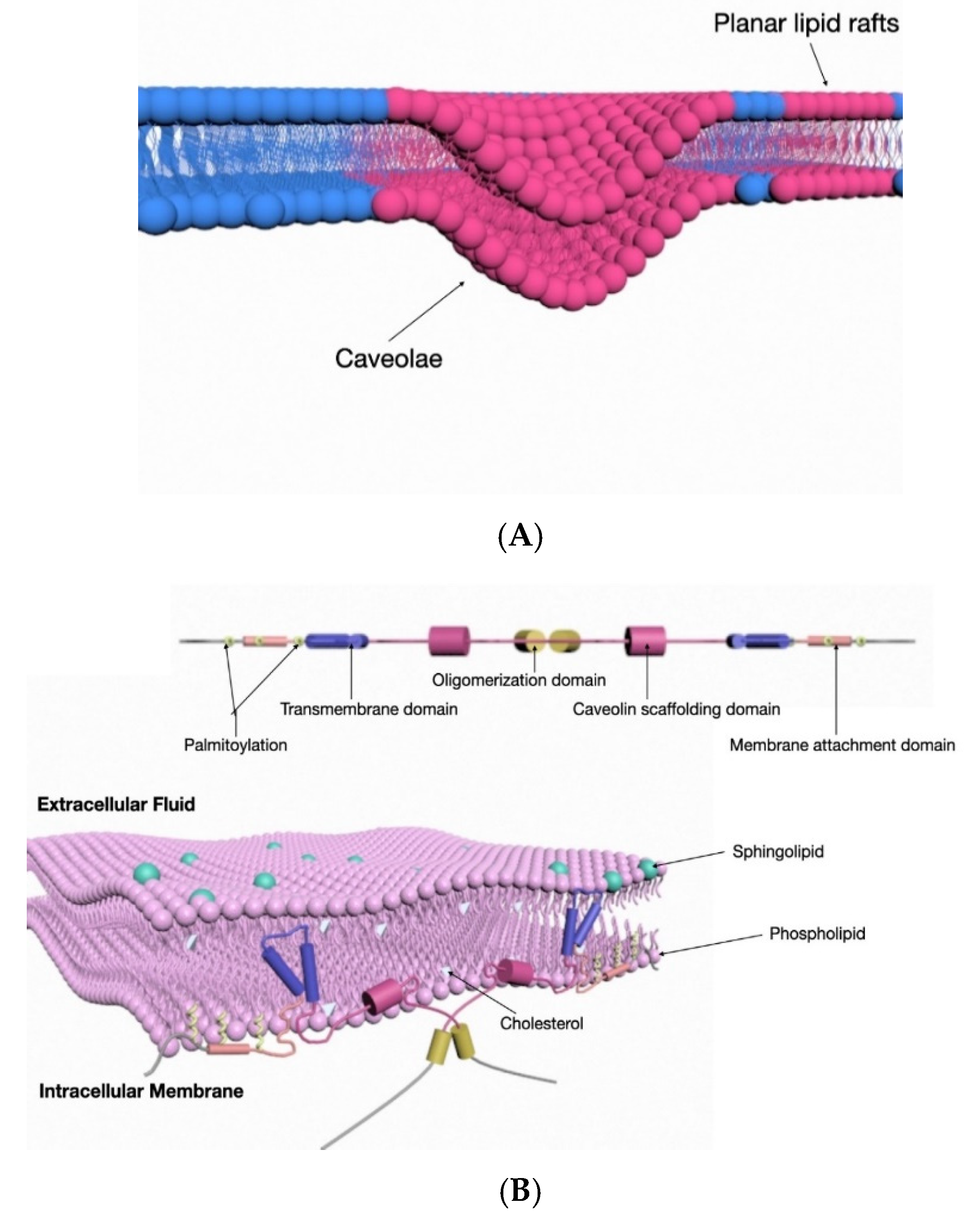 Medsci 08 00046 g002 Medsci 08 00046 g002