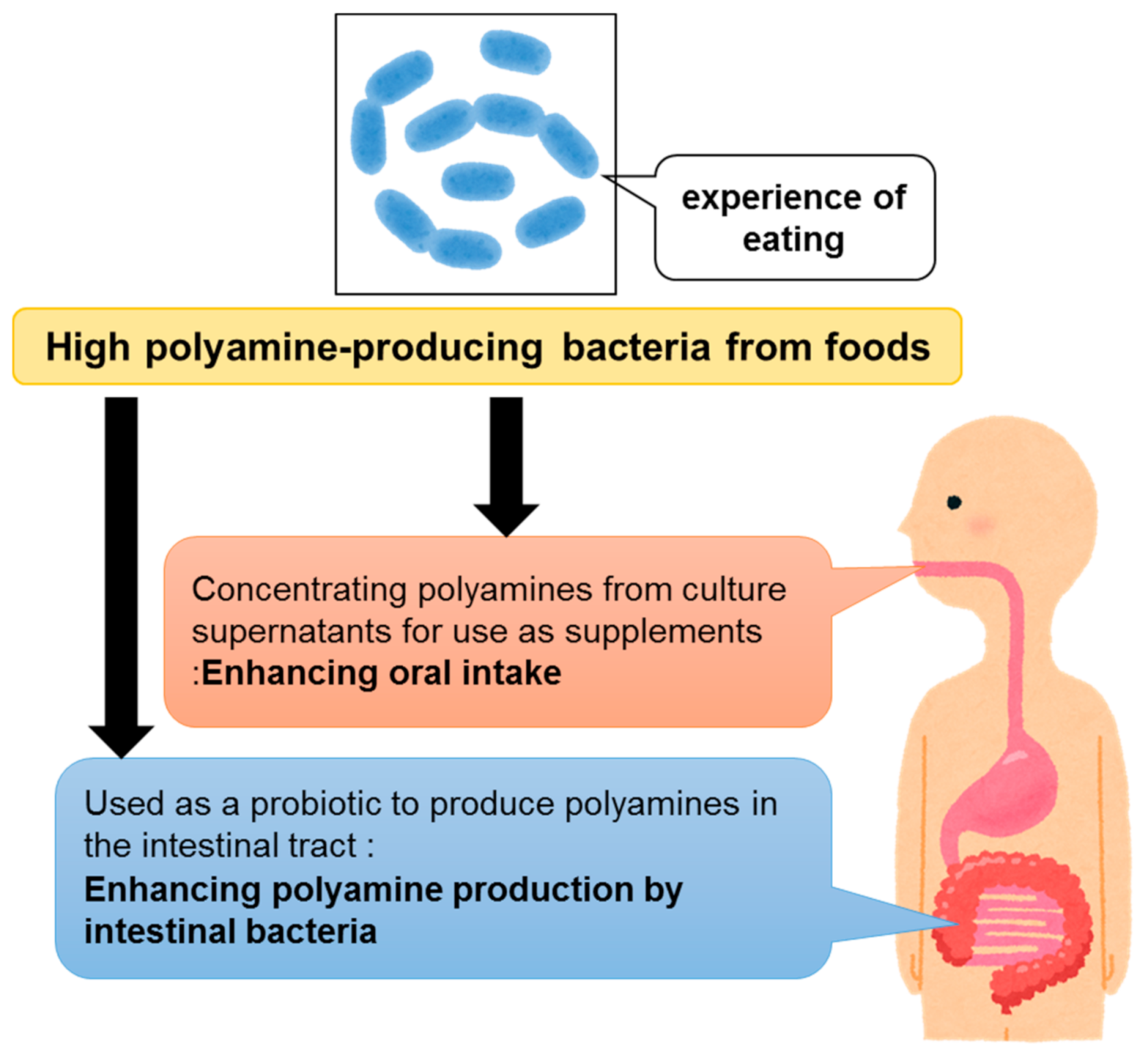 Medsci 09 00008 g002