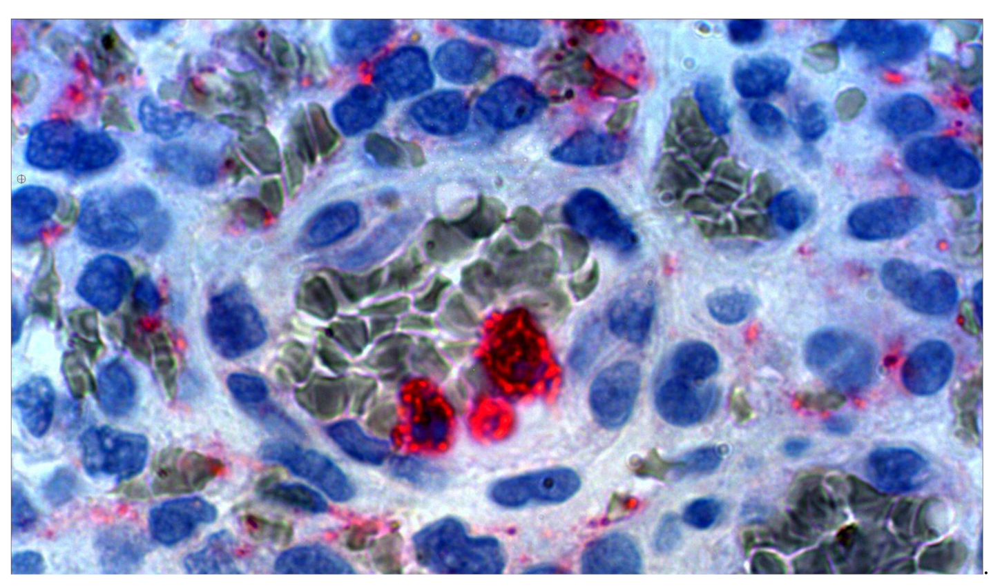 Medsci 09 00012 g001 Medsci 09 00012 g001