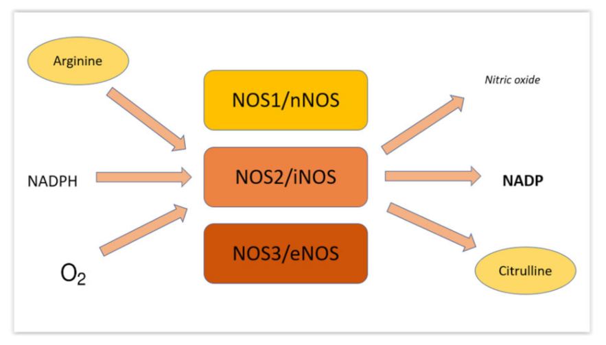 Medsci 10 00003 g003 Medsci 10 00003 g003