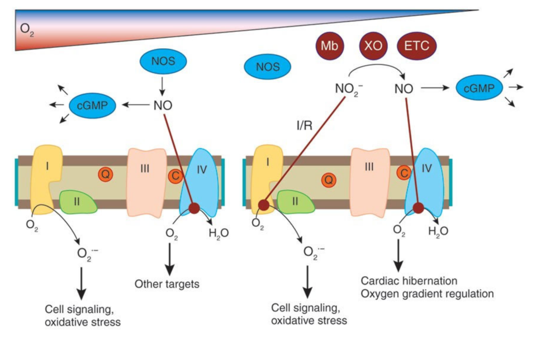 Medsci 10 00003 g004 Medsci 10 00003 g004
