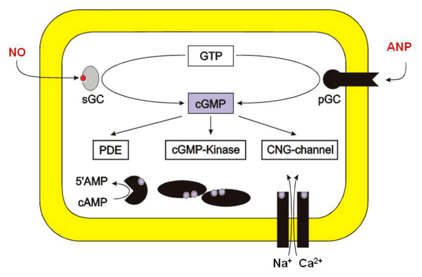 Medsci 10 00003 g005 Medsci 10 00003 g005