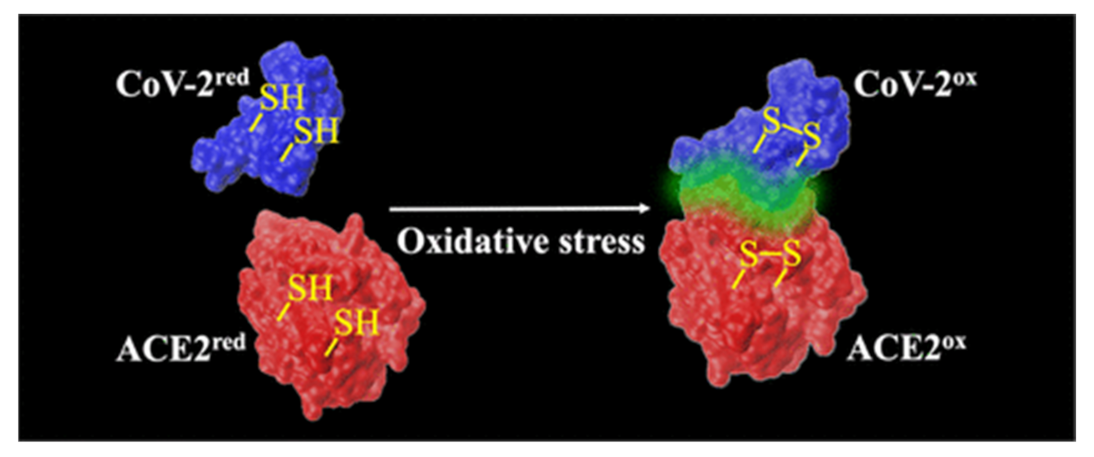 Medsci 10 00003 g007 Medsci 10 00003 g007
